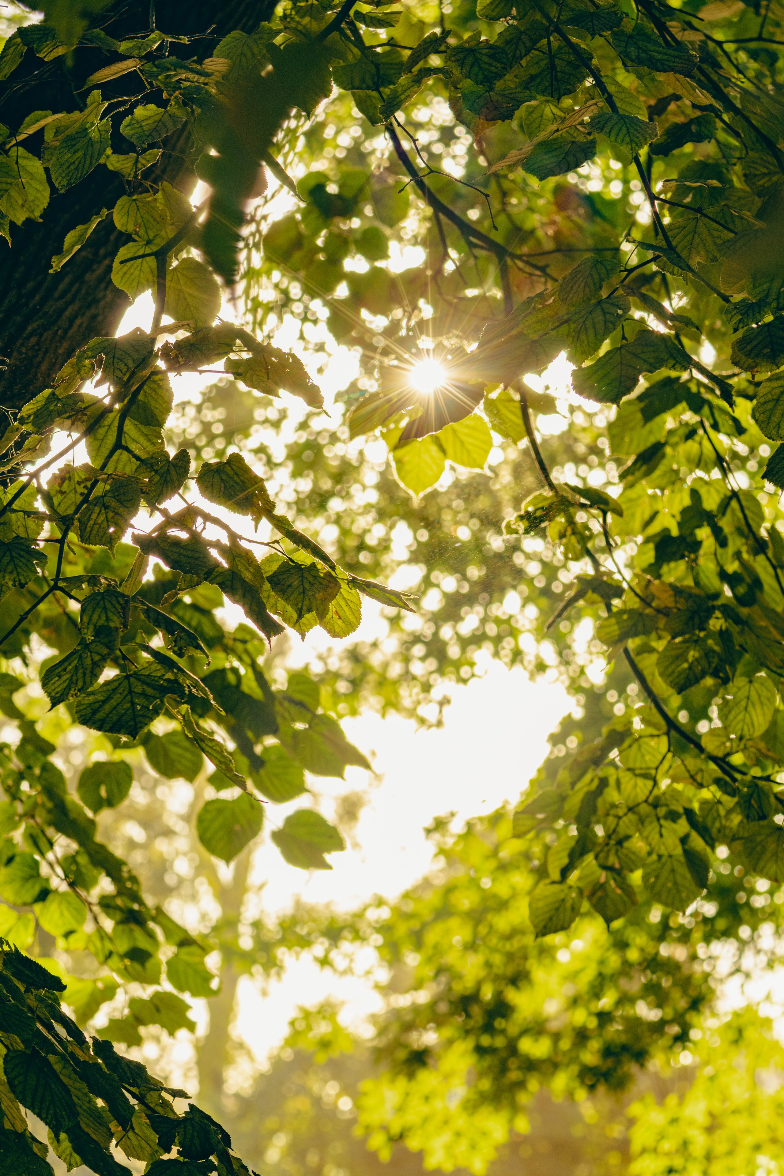 Парк Горького. Jean De Vivre Gallery