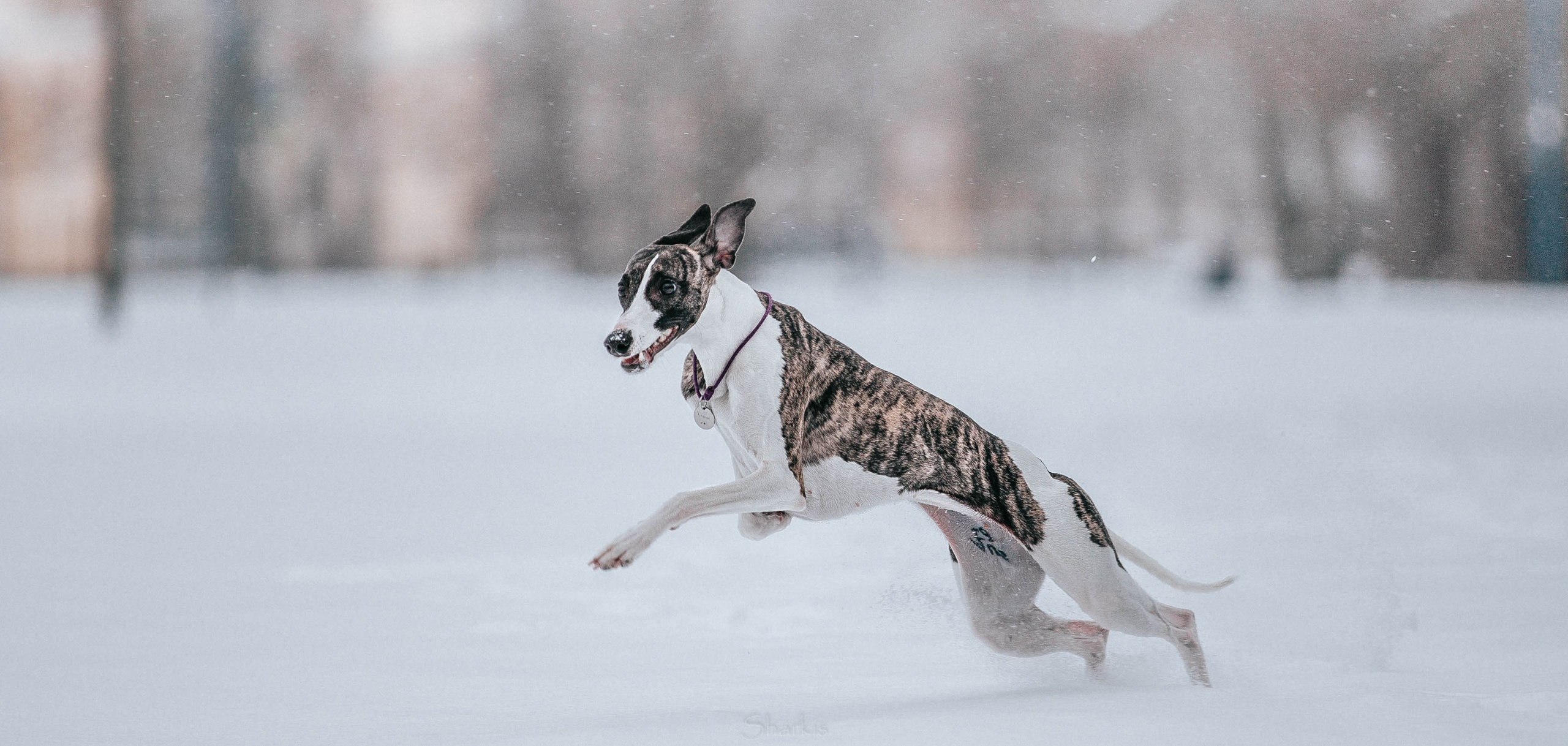 Хельга и Пёс. Главная