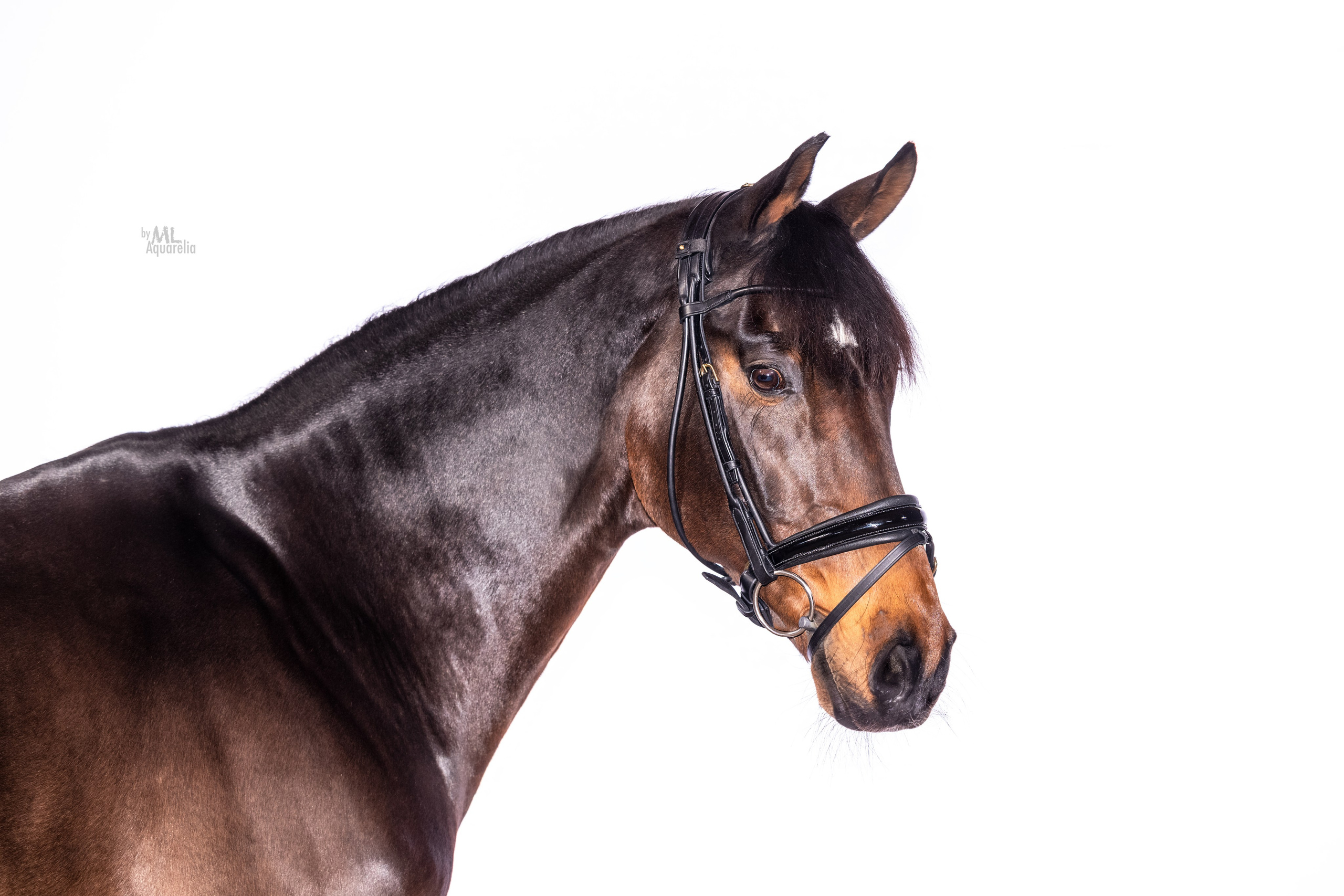 Конные фотосессии с использованием студийного оборудования. Mrs.Aquarelia Конный фотограф Марианна Леонтьева