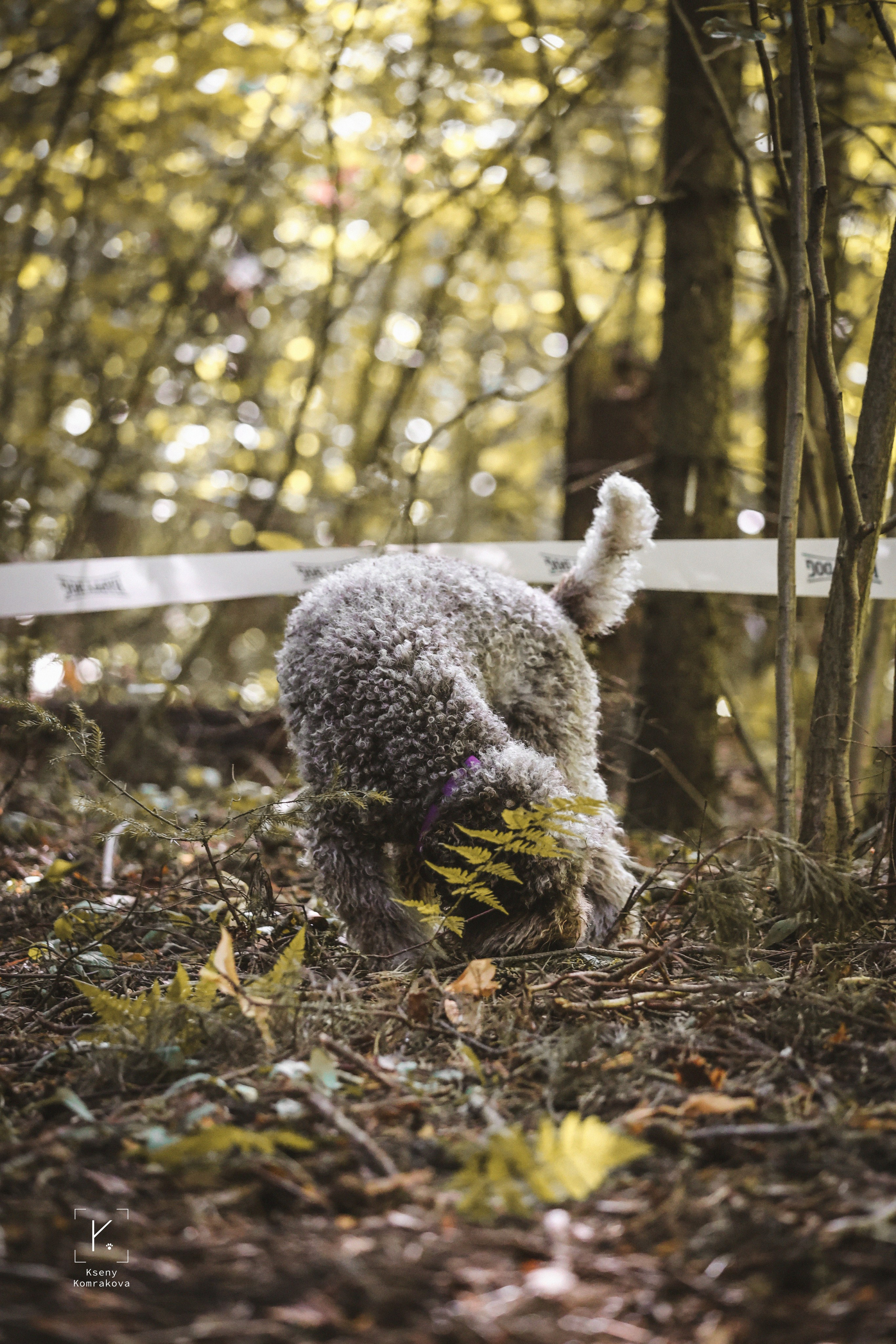 Съемка собак. Анималистика. Репортаж. Индивидуальная съемка