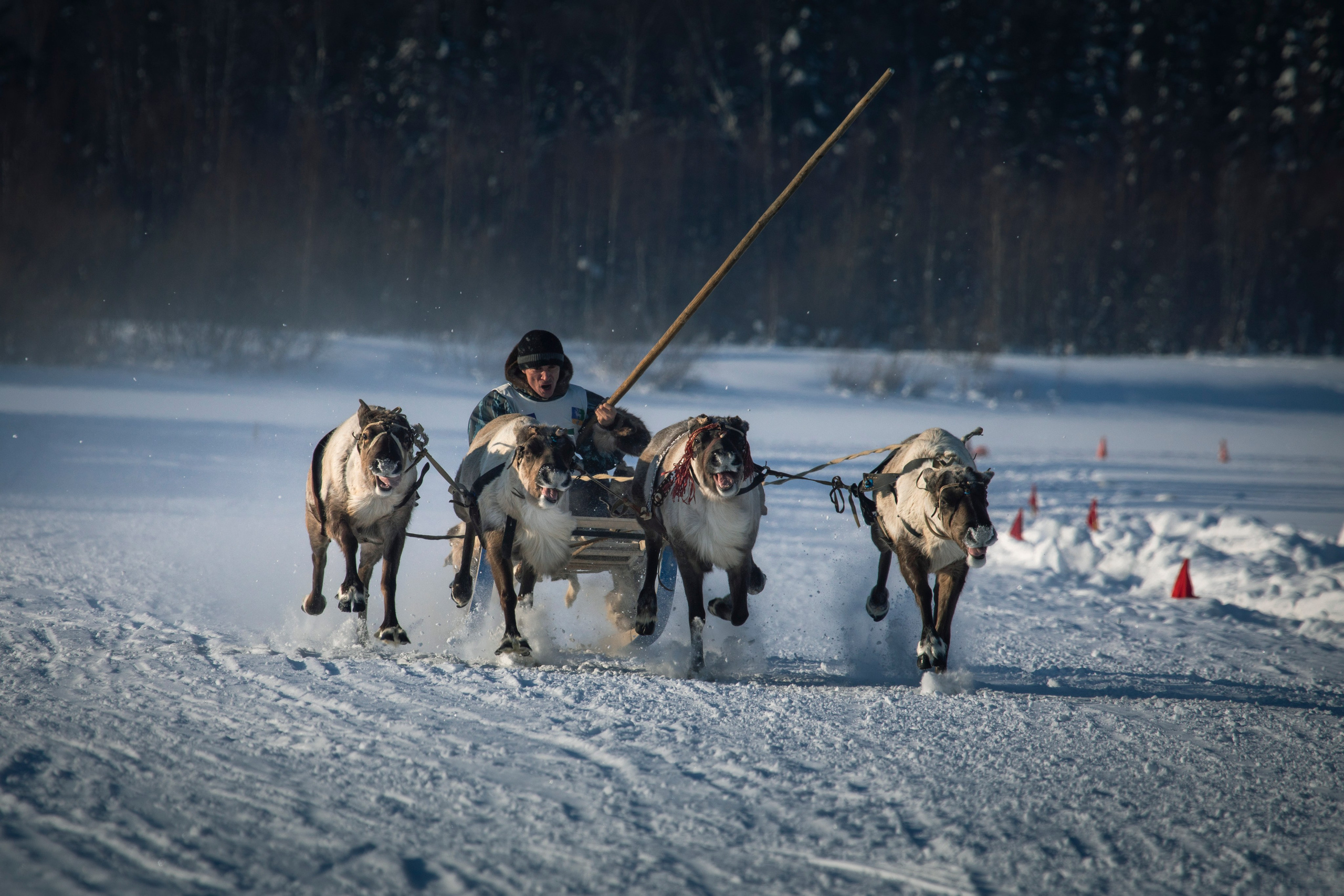 СОРЕВНОВАНИЯ ОЛЕНЕВОДОВ. Фотограф Татьяна Борисова