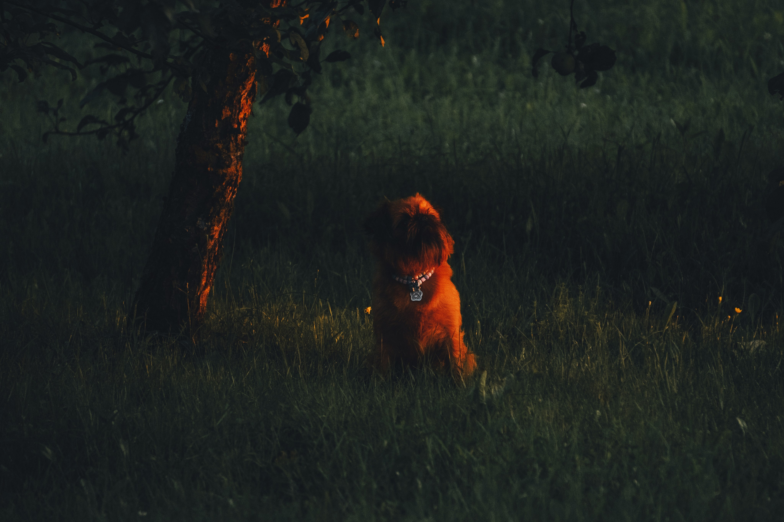 Катя и Яшма. Фотограф-анималист Ксения Воробьева, Москва