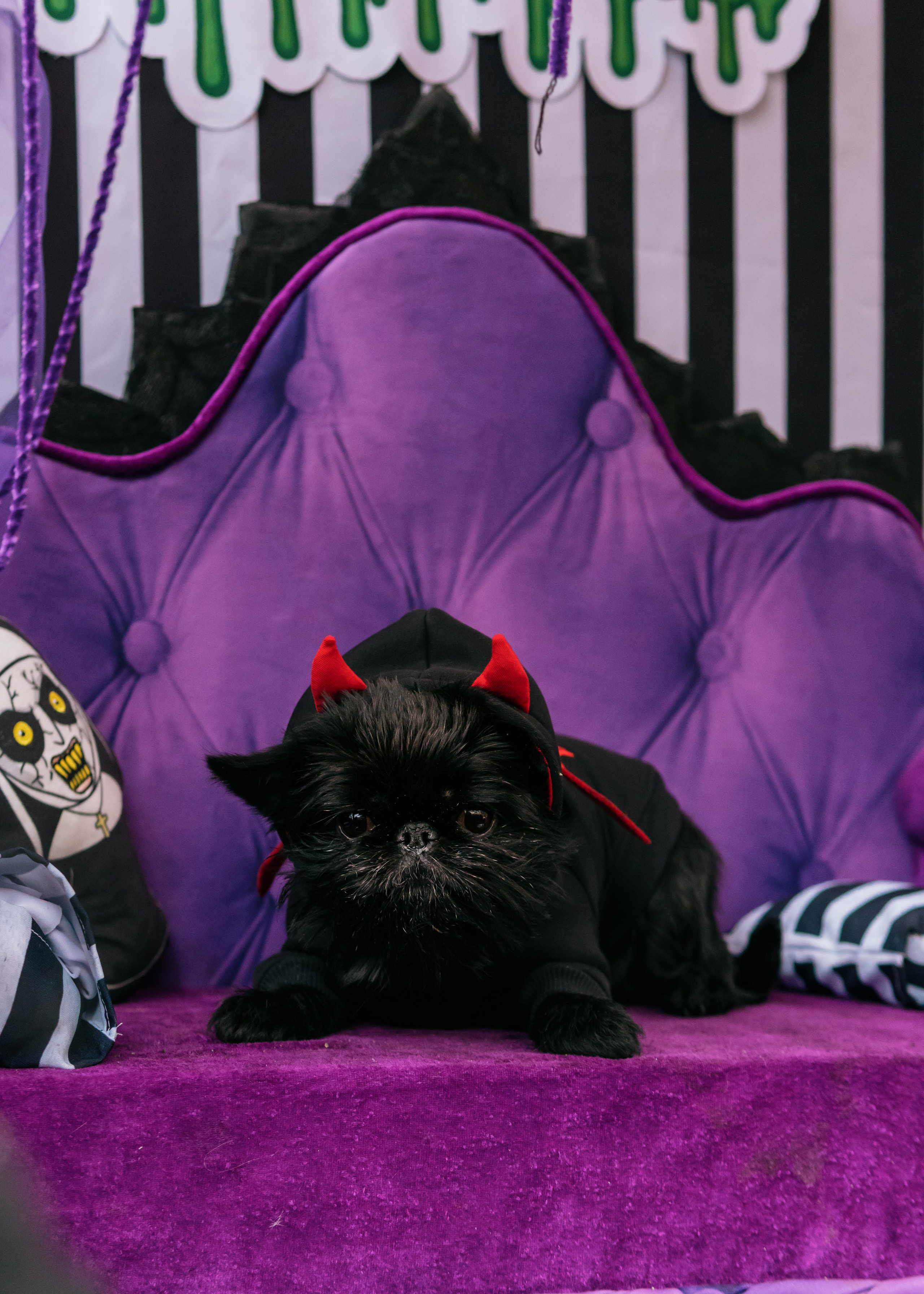 Тематическая встреча породников «Griffween». Фотограф-анималист Ксения Воробьева, Москва