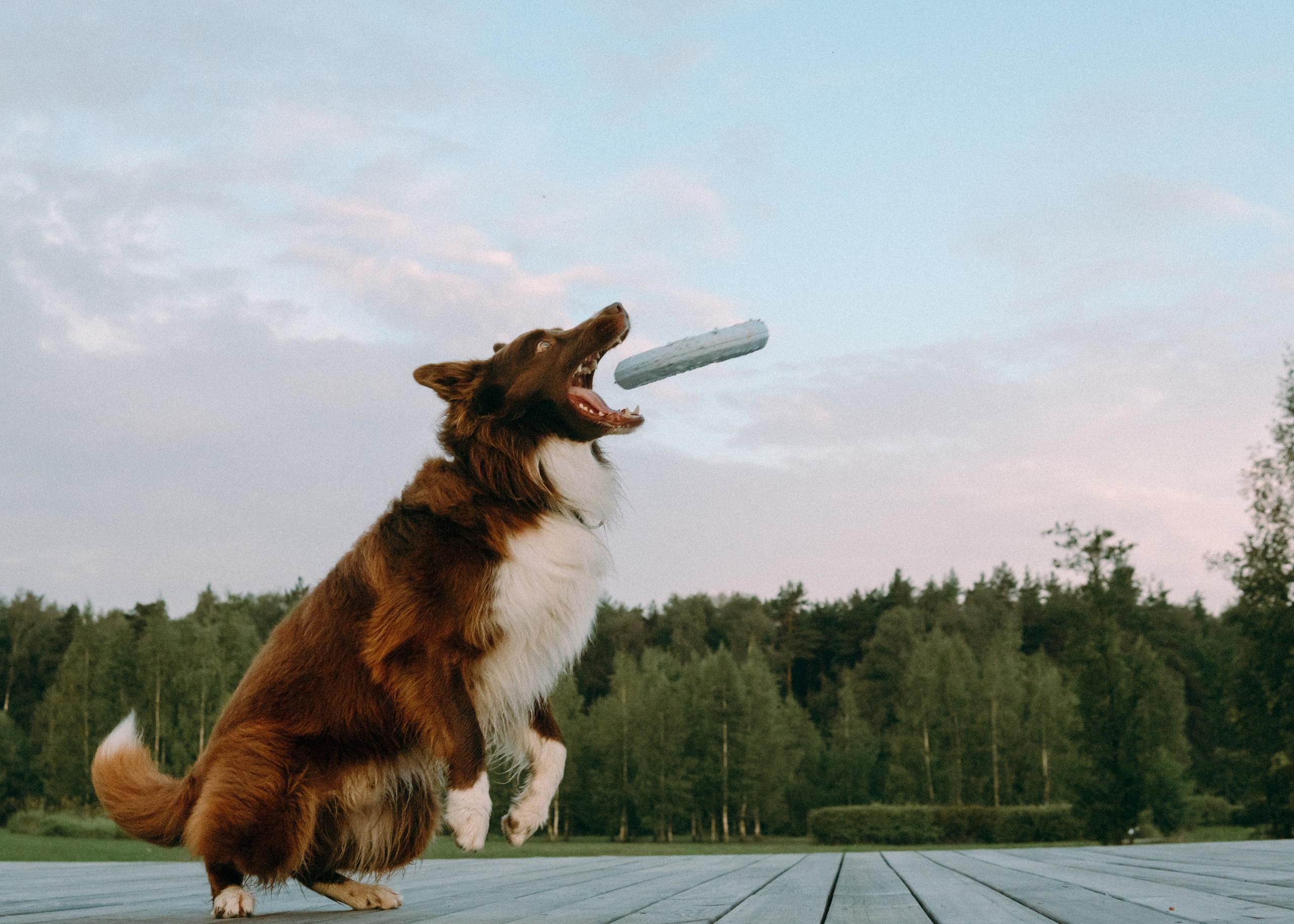 Виолетта, Лила и Питер. Фотограф-анималист Ксения Воробьева, Москва