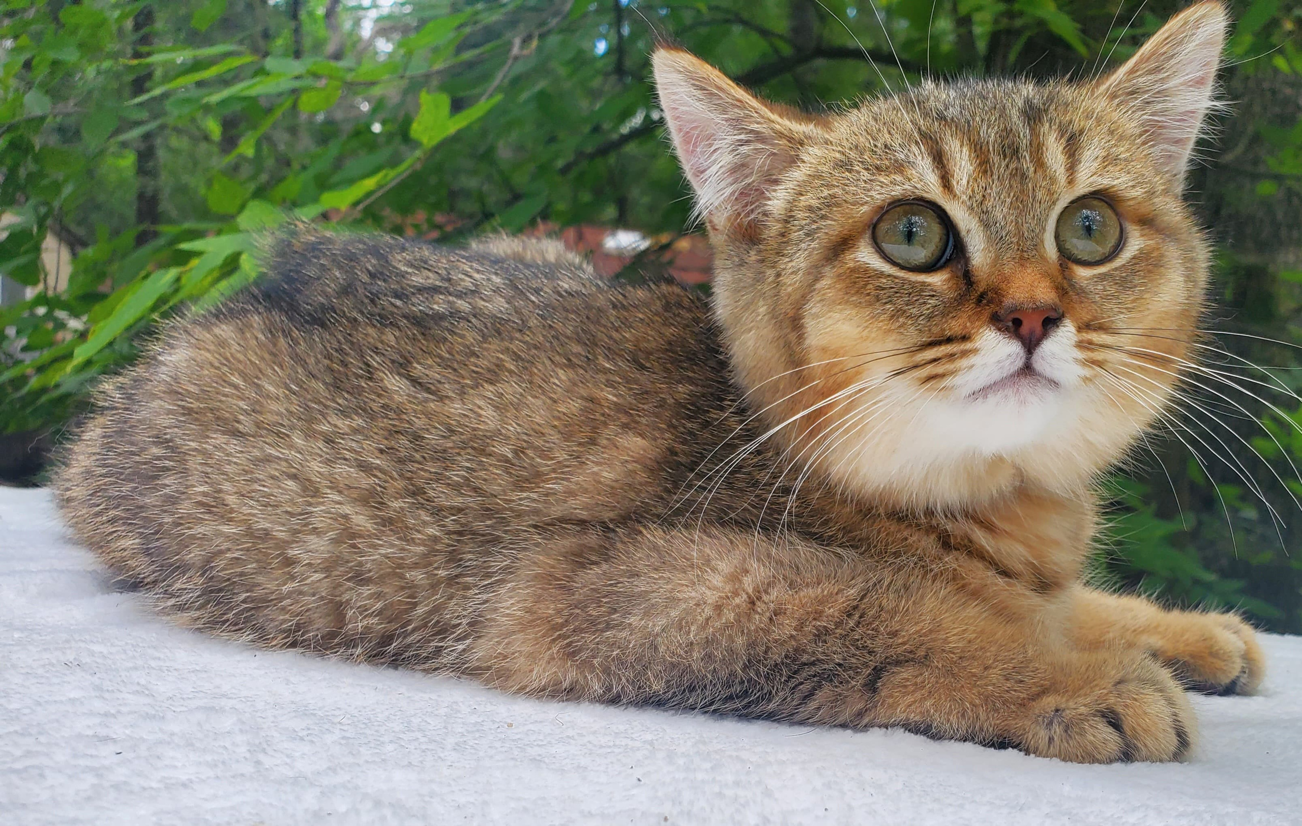 Sammy, male, DB-04.07.25, sold. British shorhair Cats