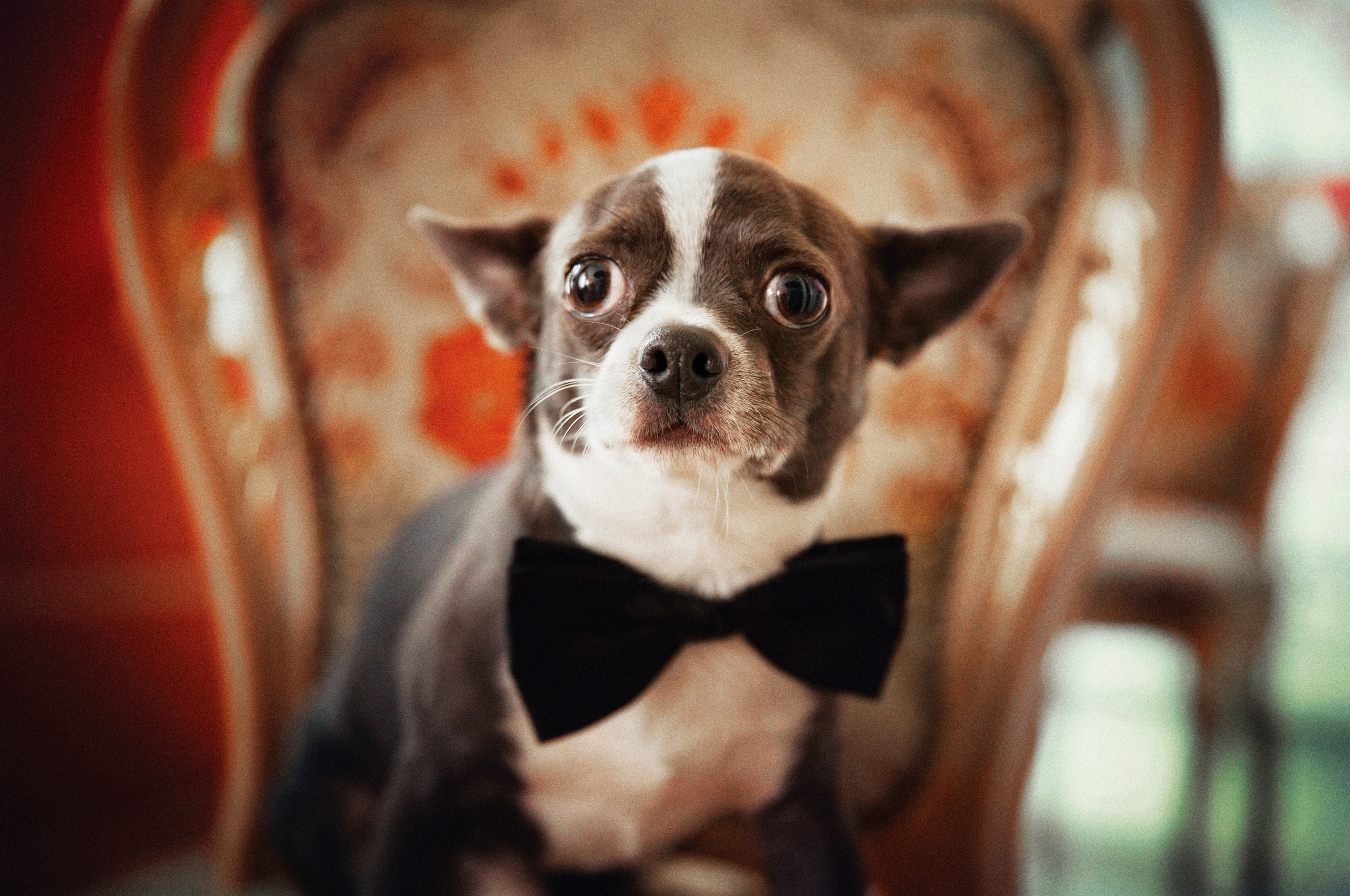 Свадебный и семейный Фотограф Денис Кошель