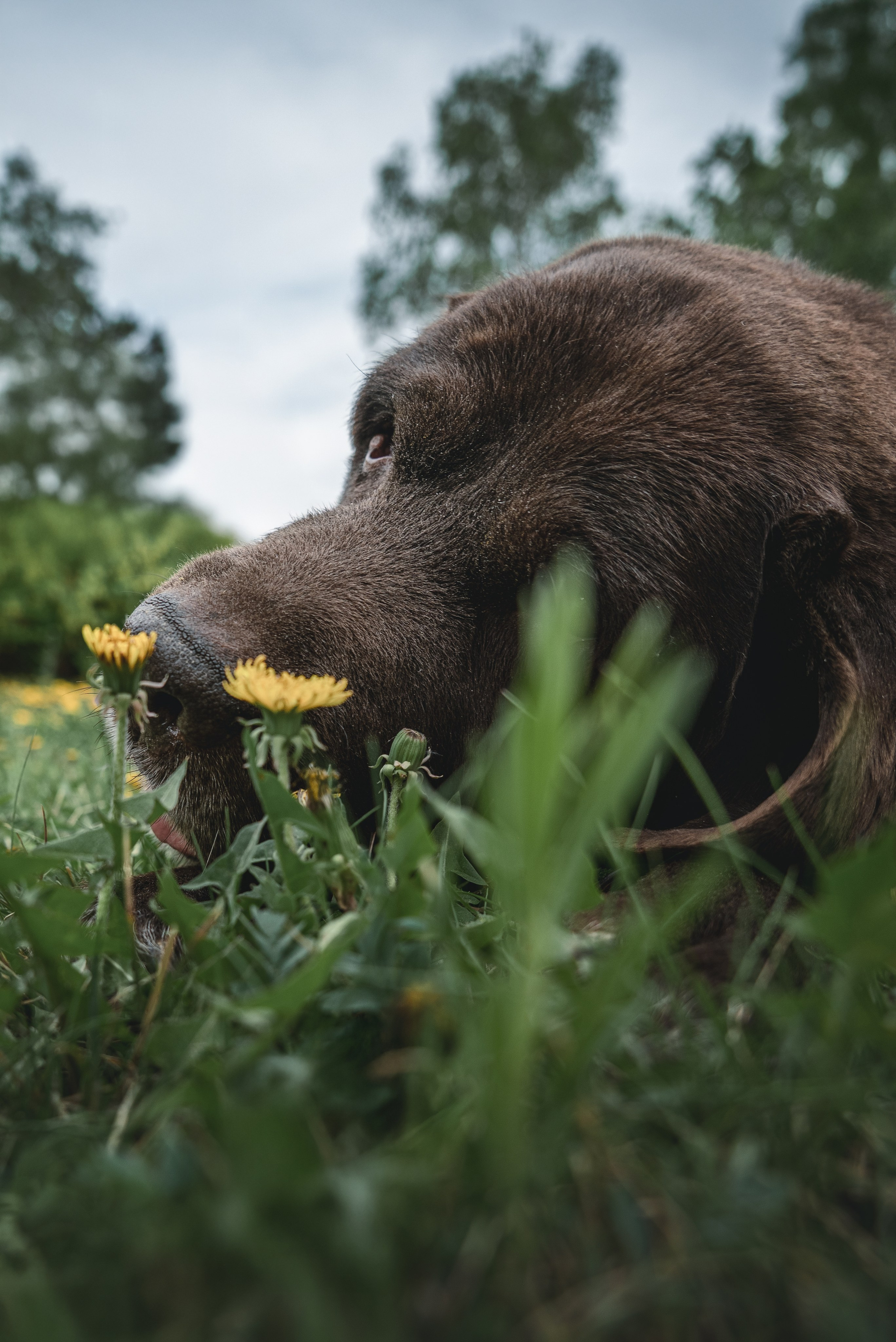 Съемка с собаками, животными. Сайт фотографа Елены Коноваловой Иркутск