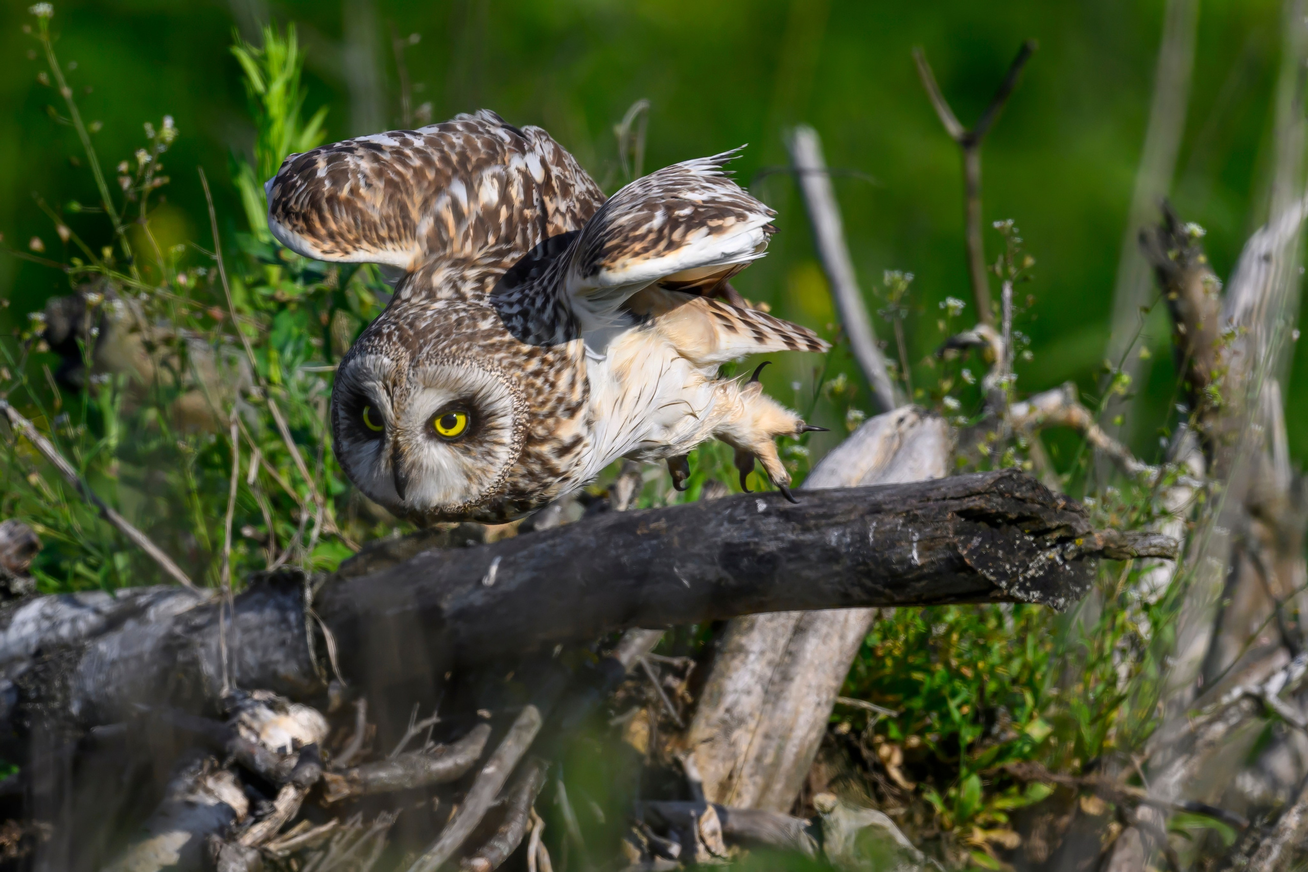 Short eared owl. Wildlife photography by Sergey Puponin