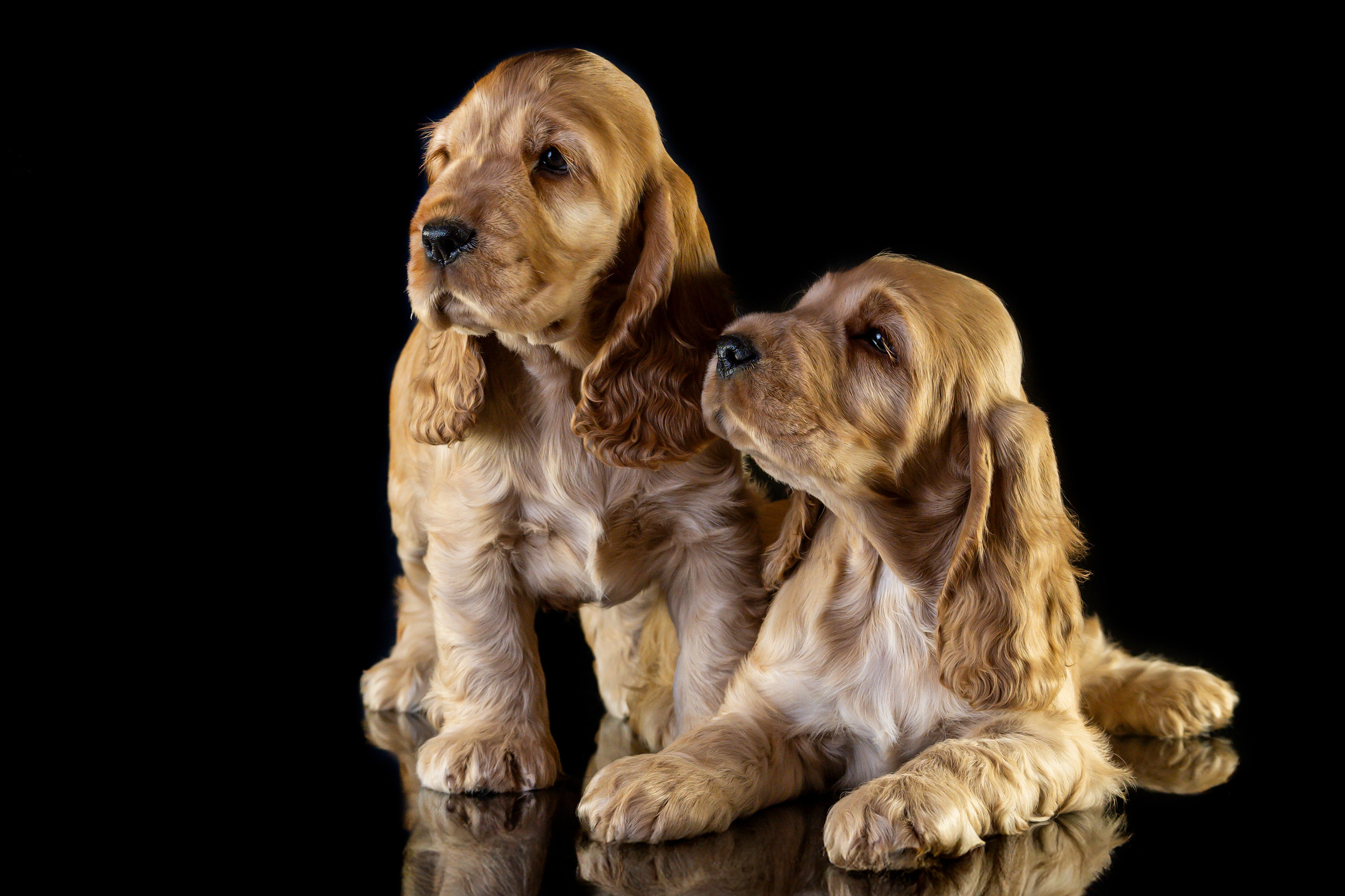 Щенки спаниеля. Фотограф анималист в Санкт-Петербурге Таша Крейв