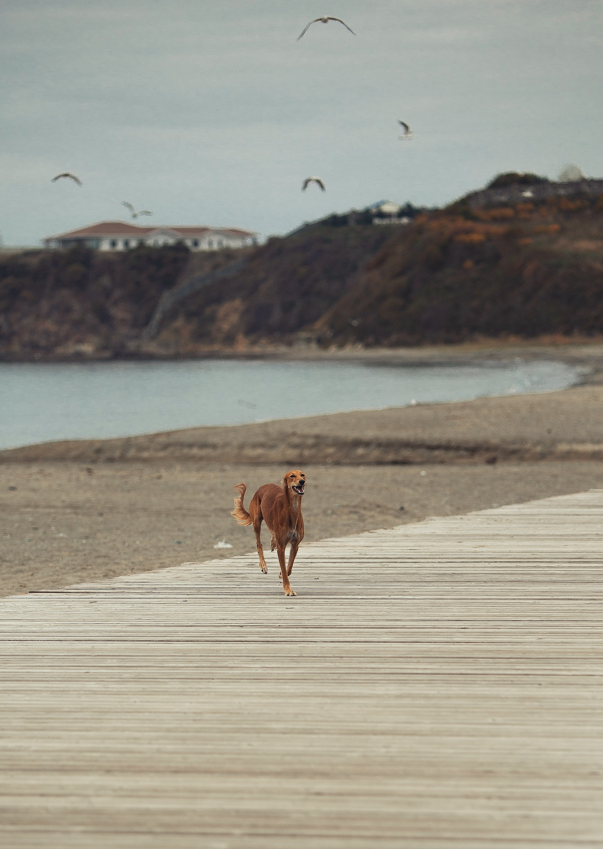 Экстерьерная Съёмка. Семейный фотограф анималист г. Находка
