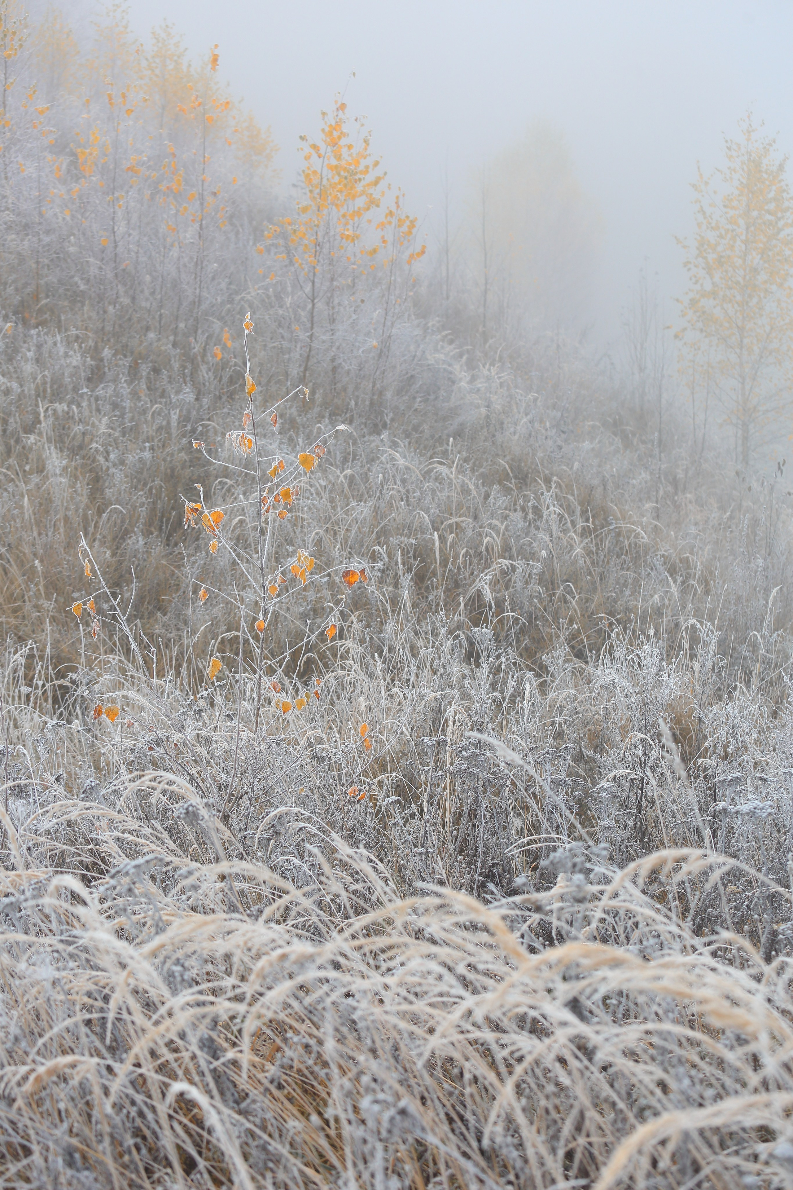 Туманный октябрь. Свадебный и репортажный фотограф в Ярославле и Санкт-Петербурге Роман Микрюков