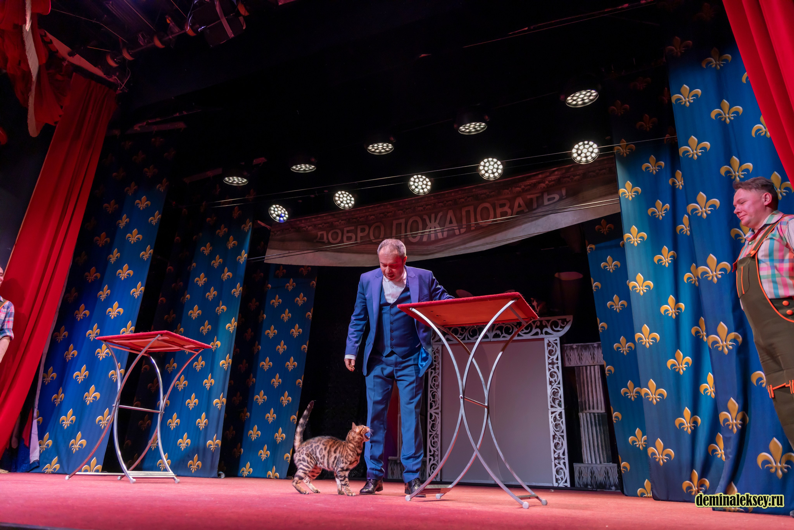Театр кошек Куклачева 26 февраля 2025. Репортажный, семейный и студийный фотограф в Москве Демин Алексей