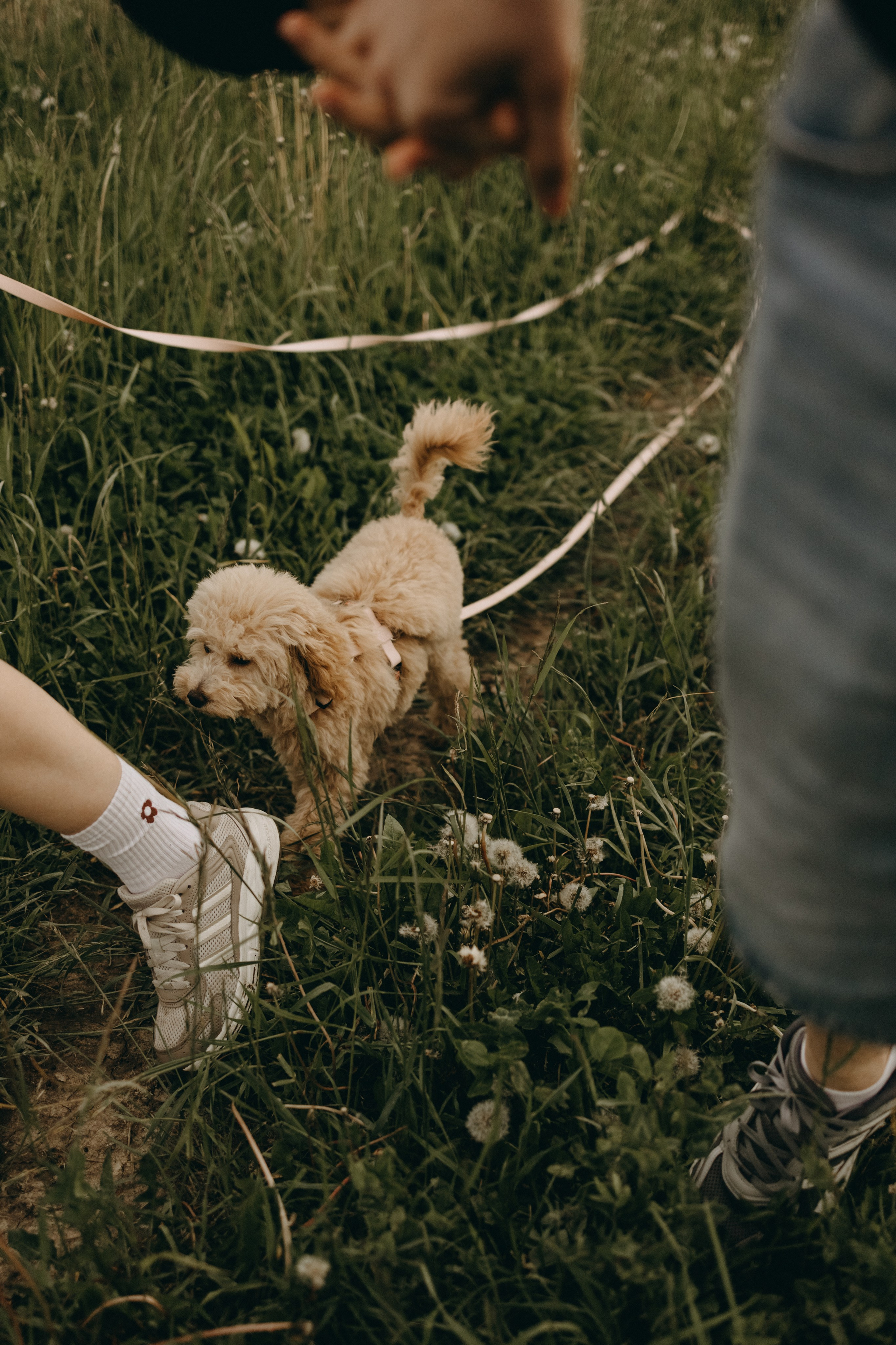 Мия и ее семья. Фотограф — Анималист | Санкт-Петербург