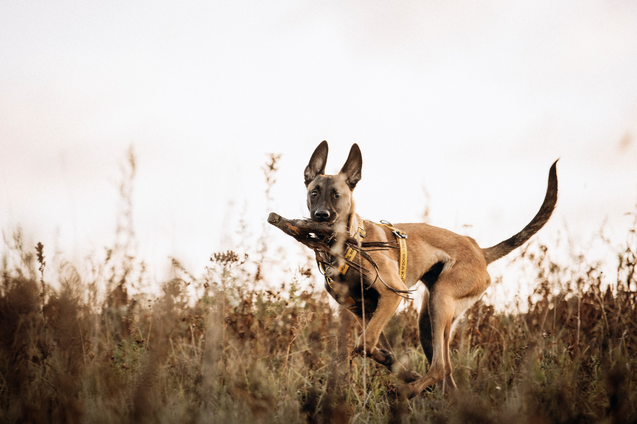 Трисс, Эста, Яся и их семья. Фотограф — Анималист | Санкт-Петербург