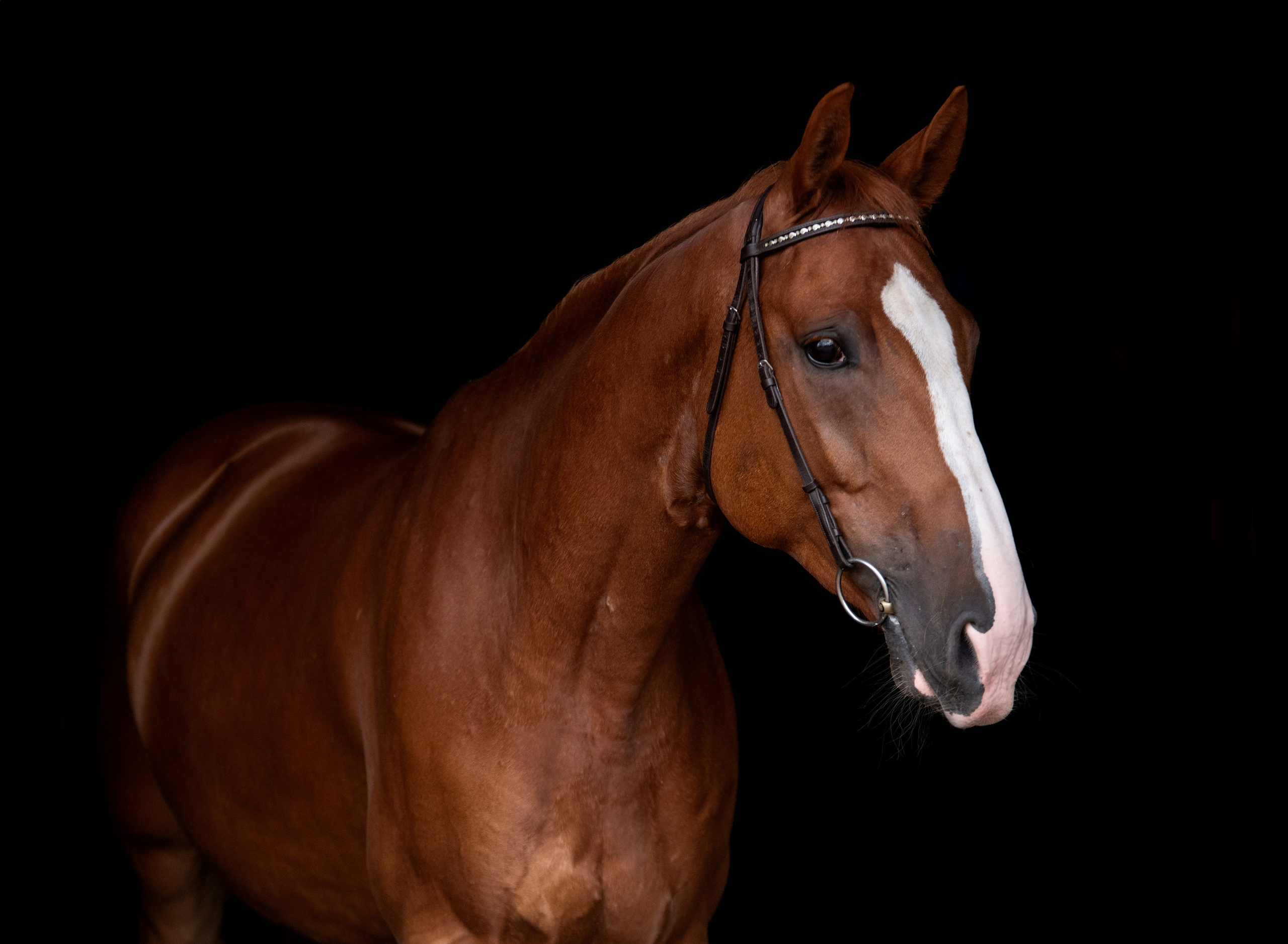 Лошади на свободе, съемка лошадей, экстерьерная съемка, фотосессия