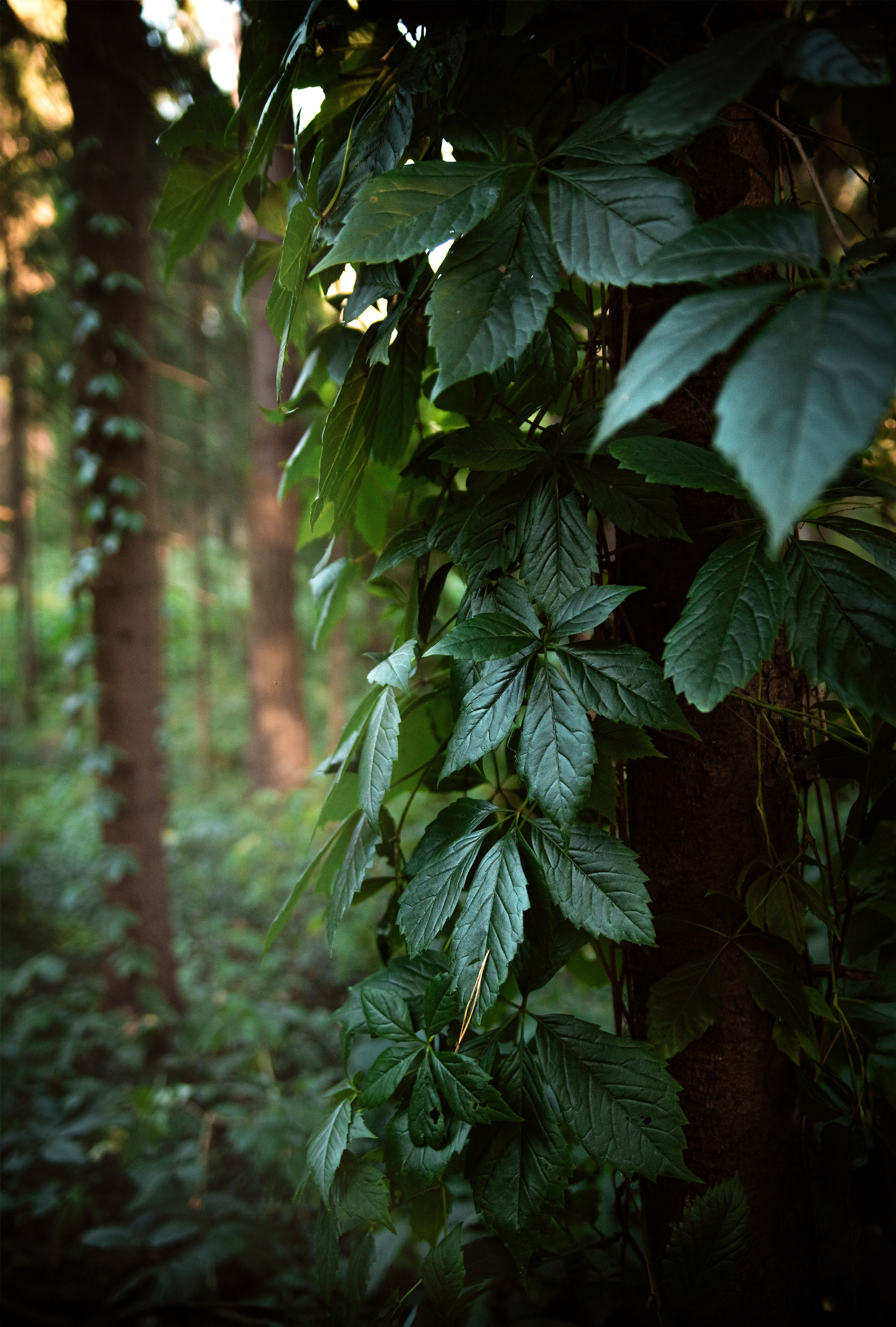 Goblincore, природа, фэнтези, нечисть, лес, гоблинкор, эльфы, фотосессии, костюмированные