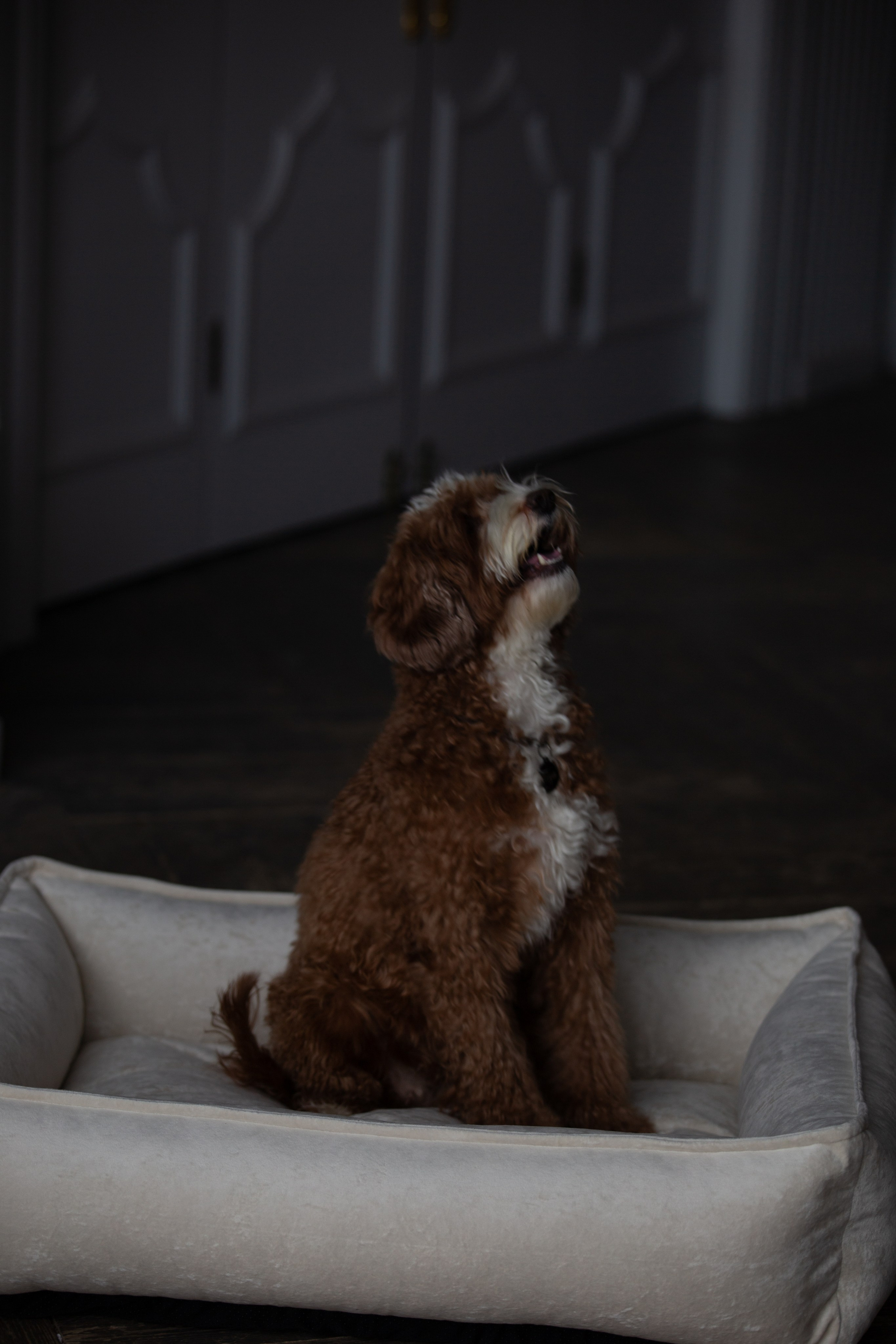 Bmbh лежанки и адресники. Фотограф анималист Кристина Карпова, Москва