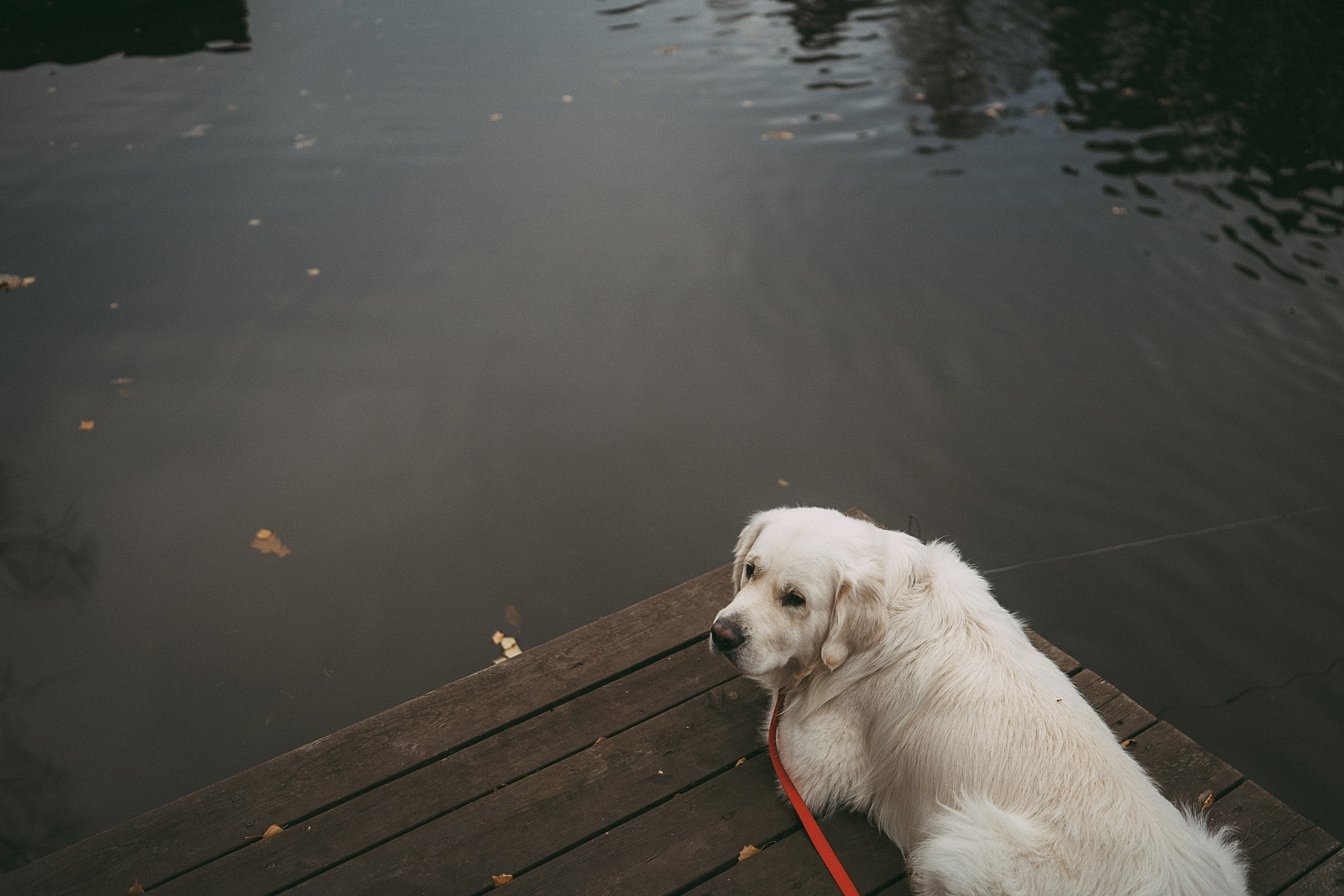 Лена и Мерлин. Фотограф анималист в Москве и Санкт-Петербурге Свиридова Анна