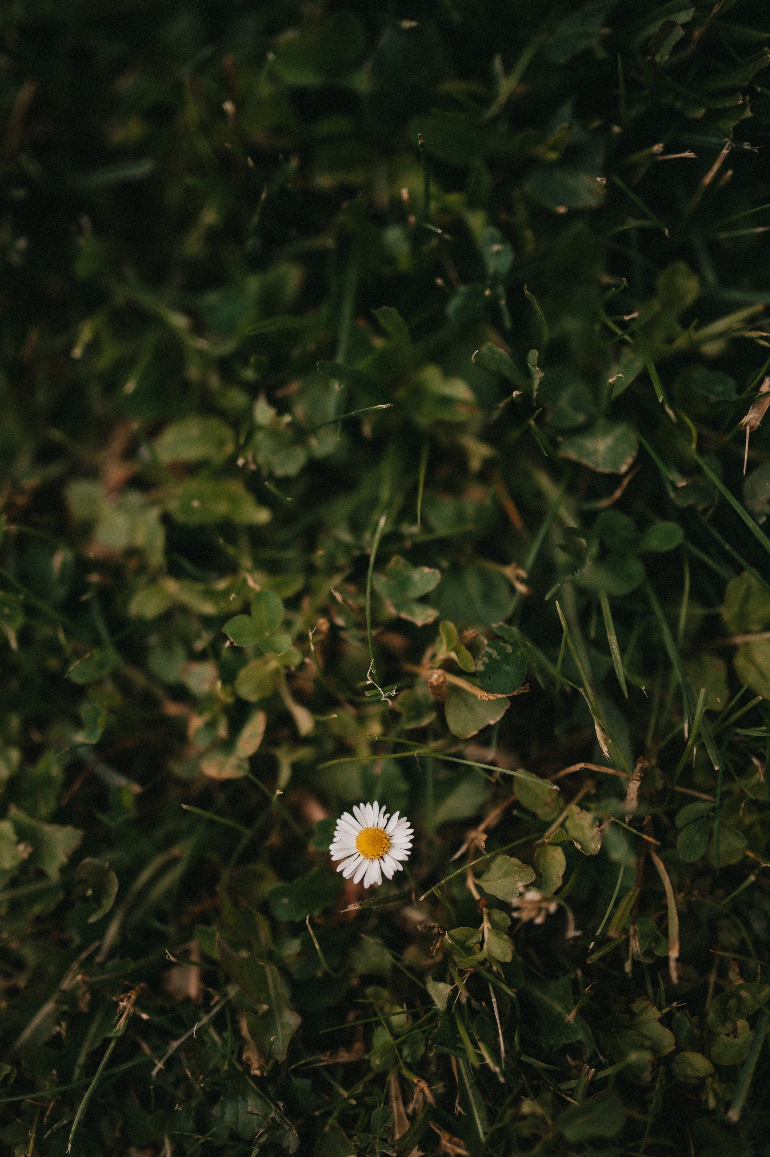 Максим и Лика. Архангельское. Семейный и свадебный lifestyle-фотограф в Москве Мария Петрова