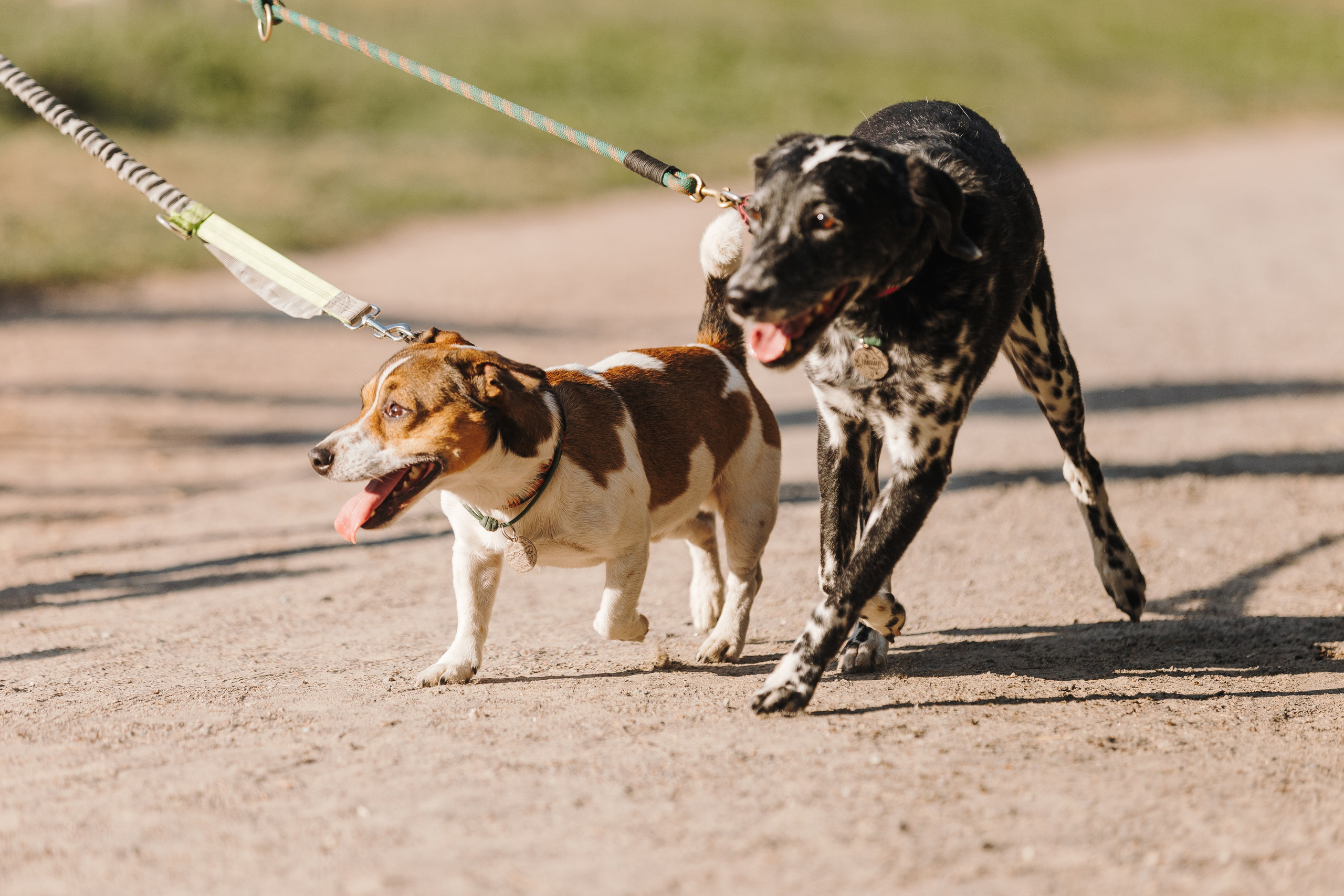 Petshop Sup day. Фотограф анималист Кристина Карпова, Москва