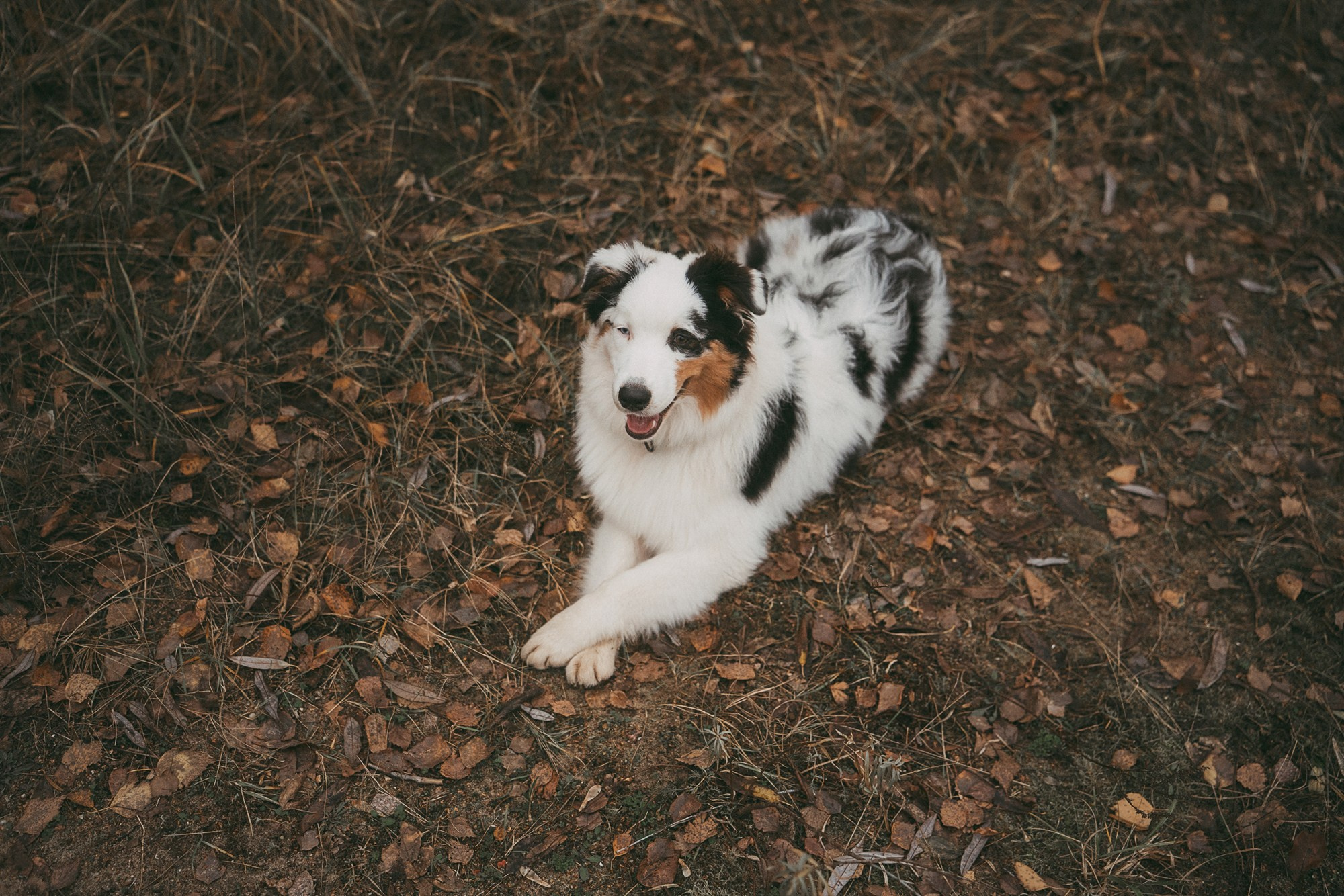 Лиза и Бублик. Фотограф анималист в Москве и Санкт-Петербурге Свиридова Анна