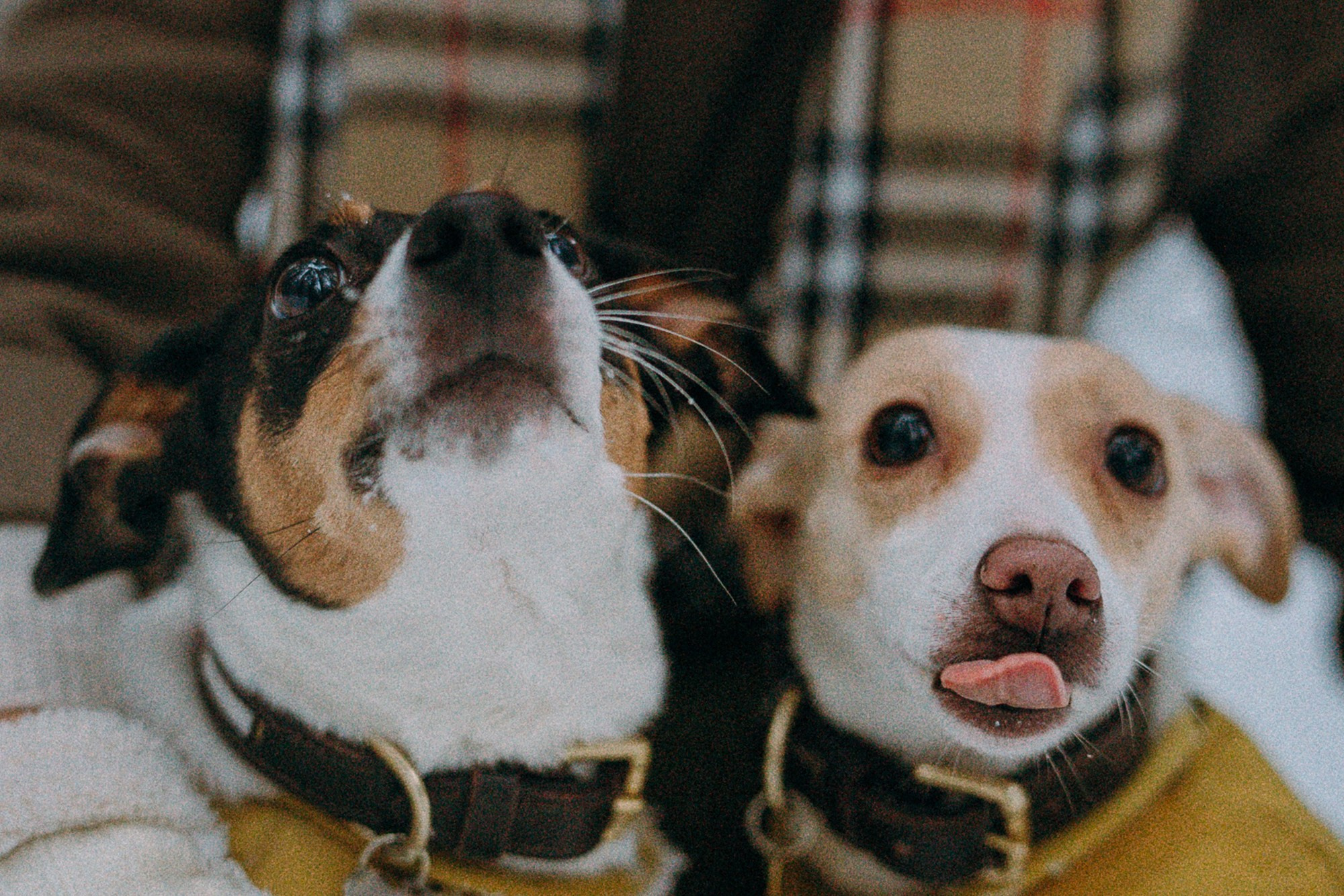 Алина, Ваниль и Элис. Фотограф анималист в Москве и Санкт-Петербурге Свиридова Анна