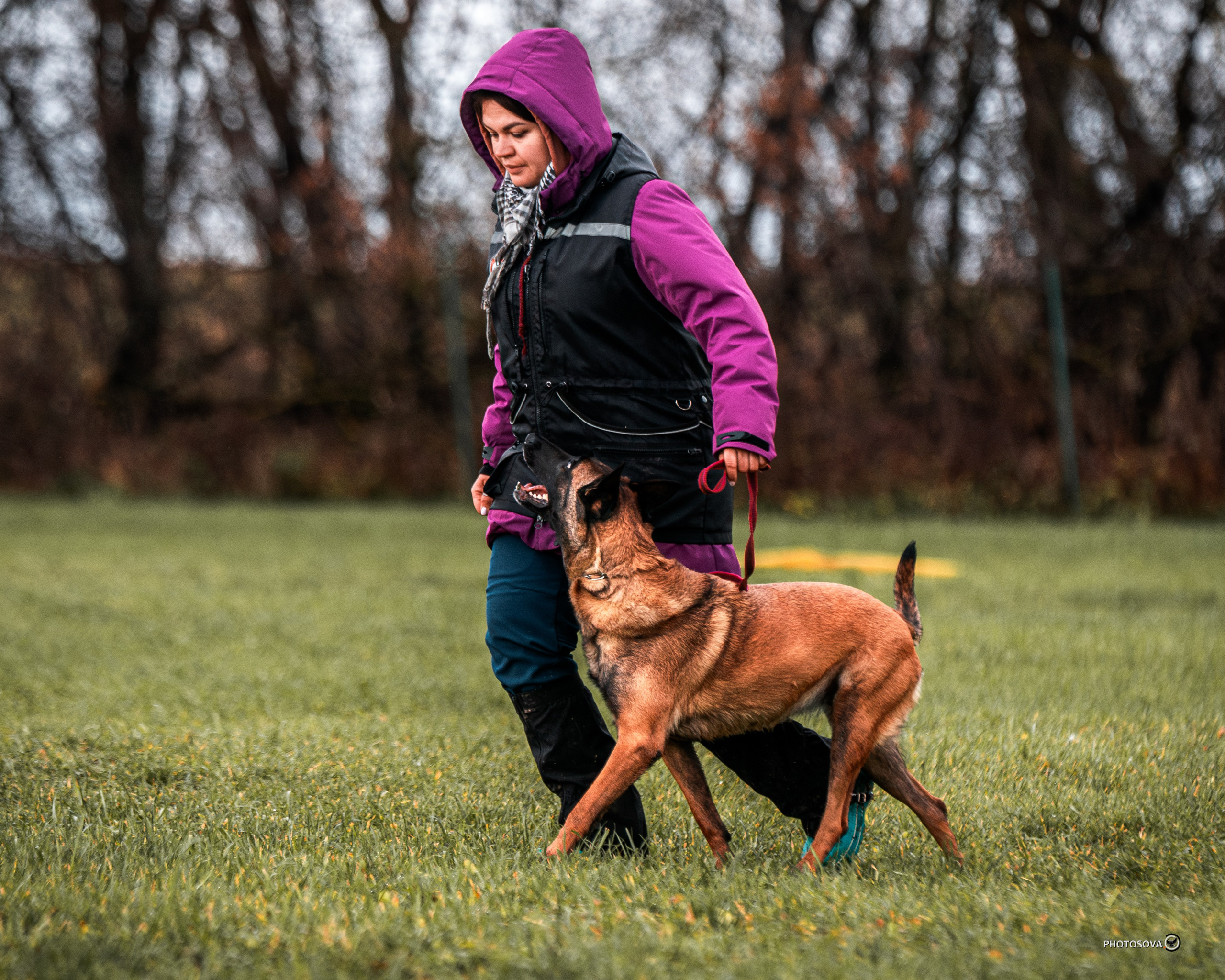 МЫ — КОМАНДА (соревнования) OKD, BH, IBGH, IGP. Фотограф-анималист, семейный фотограф в Москве и Подмосковье. Фотосъёмка кинологических дисциплин