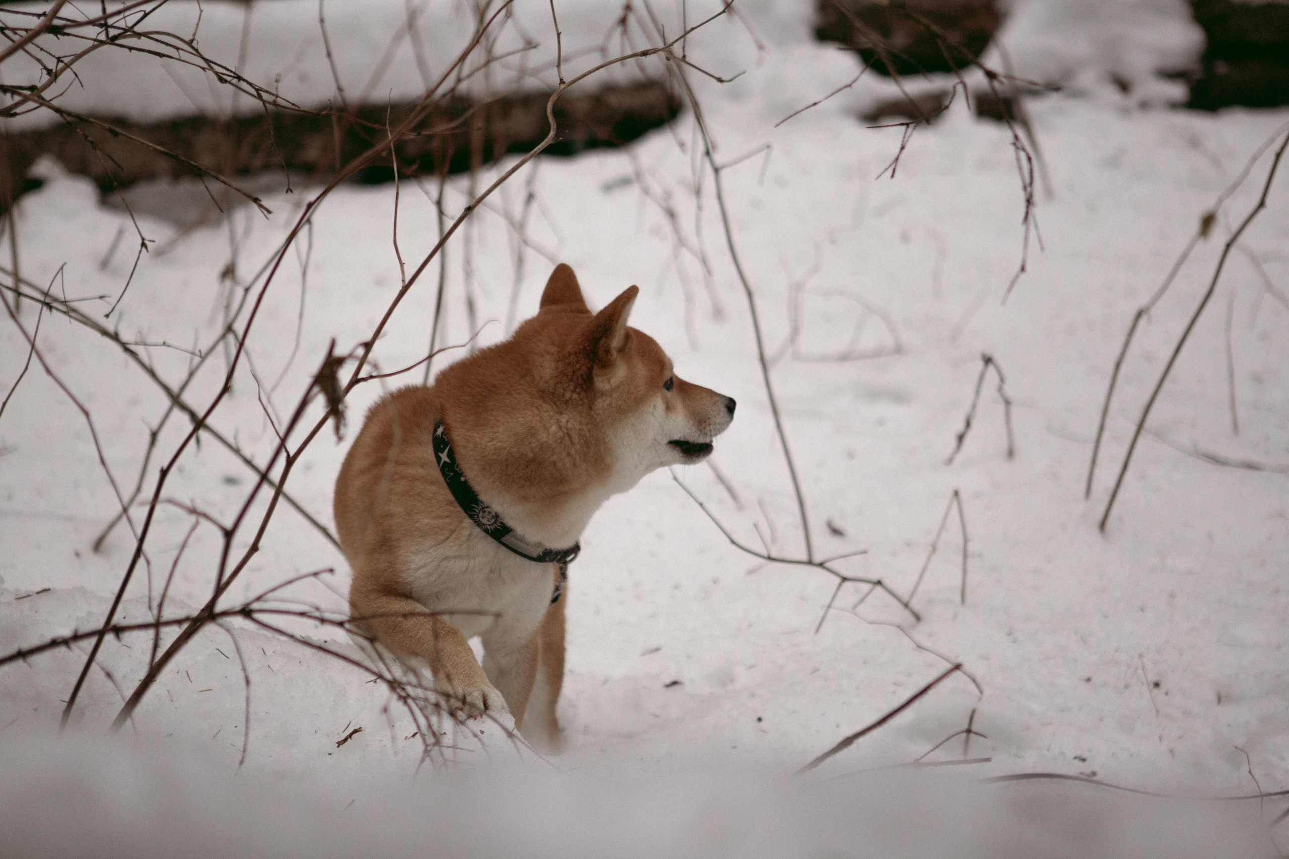 Katya, Dima, Rokki. Portrait, family and pet photographer in Cyprus, Ksenia Bourdelle