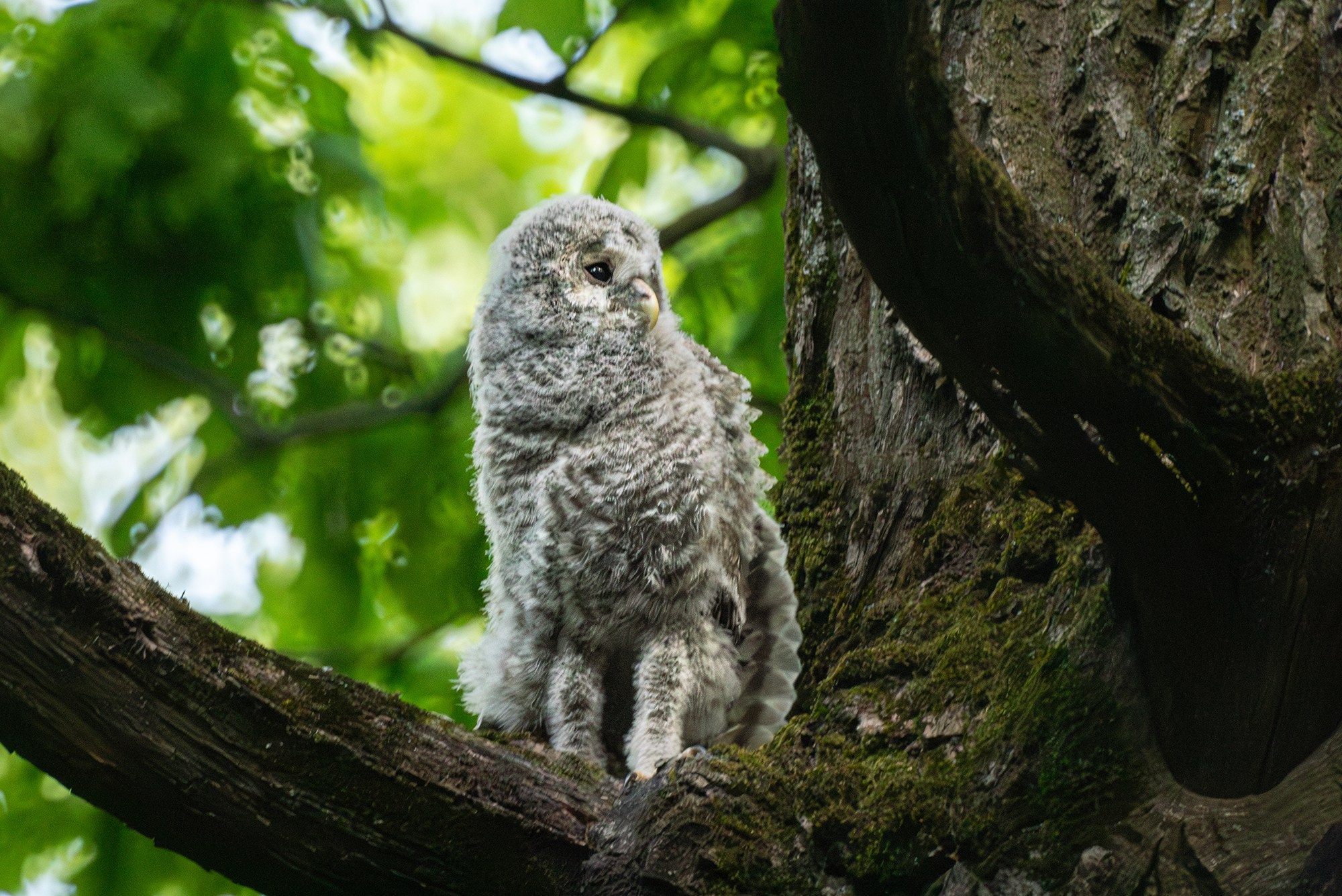 Удивительные мир птиц. Вокруг нас столько прекрасного — присмотритесь!. Ваш личный фотограф Марина Волкова