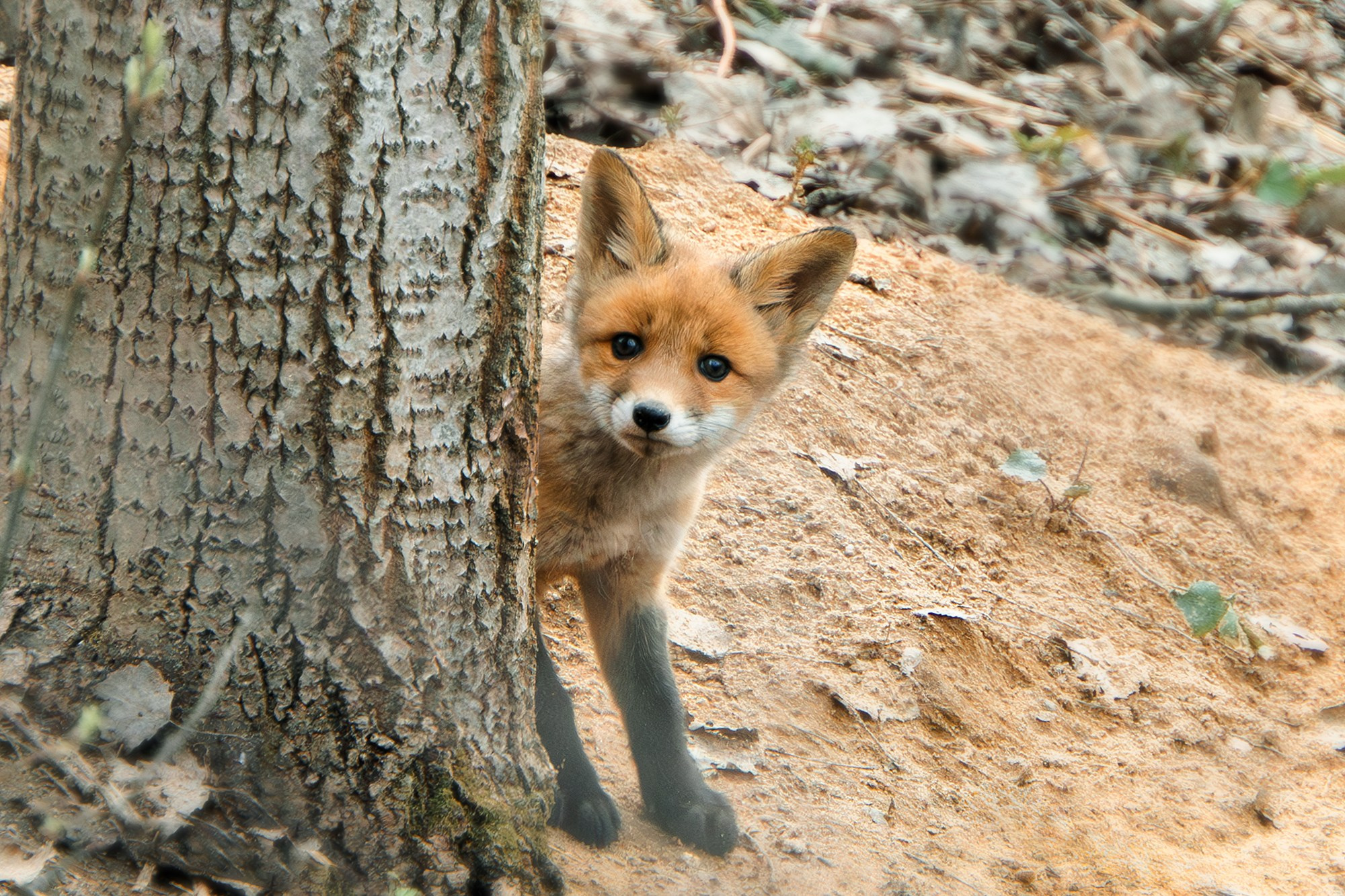 Животные. Ваш личный фотограф Марина Волкова