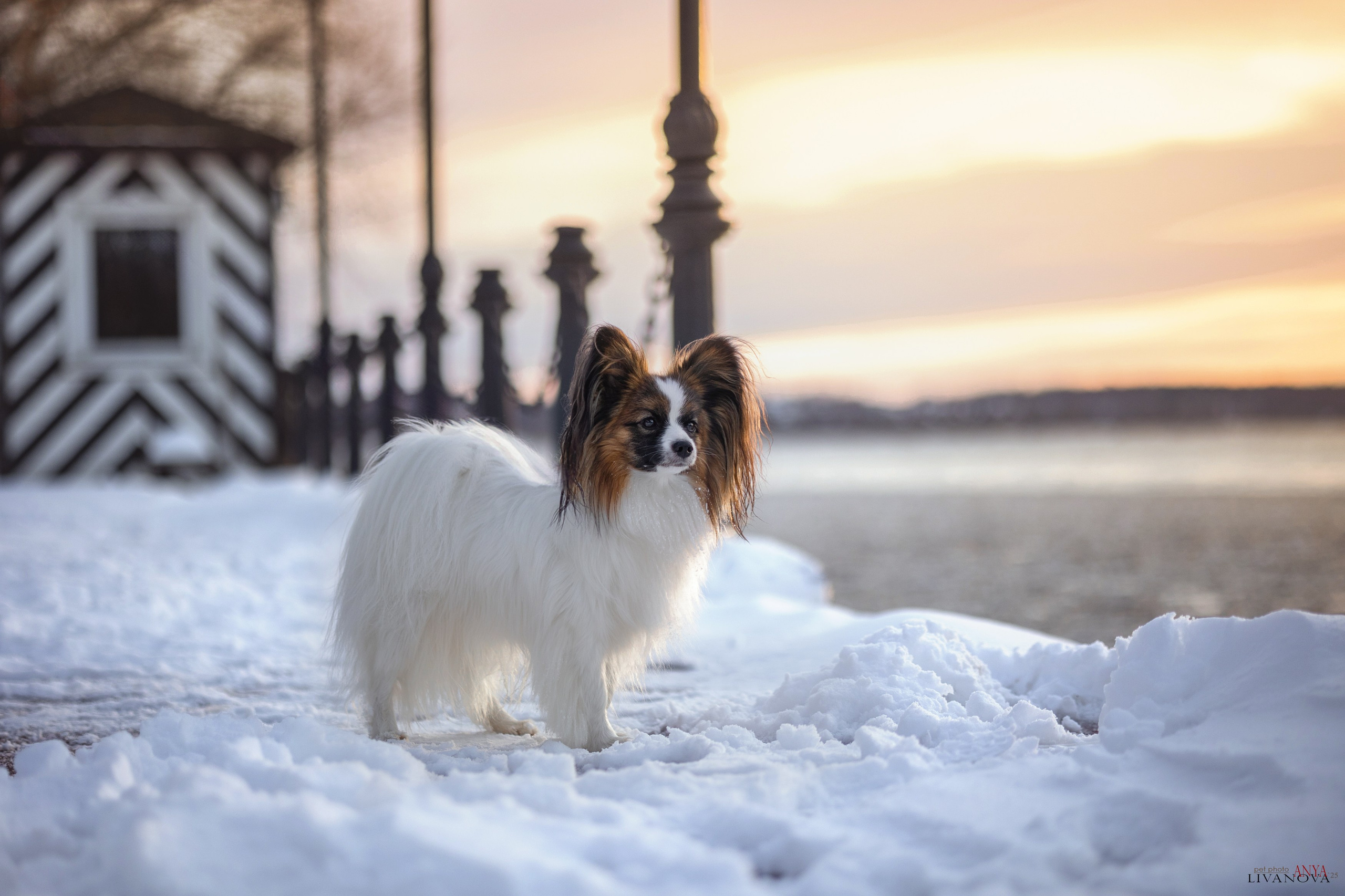 Хьюстон. Фотограф анималист Аня Ливанова | Рыбинск