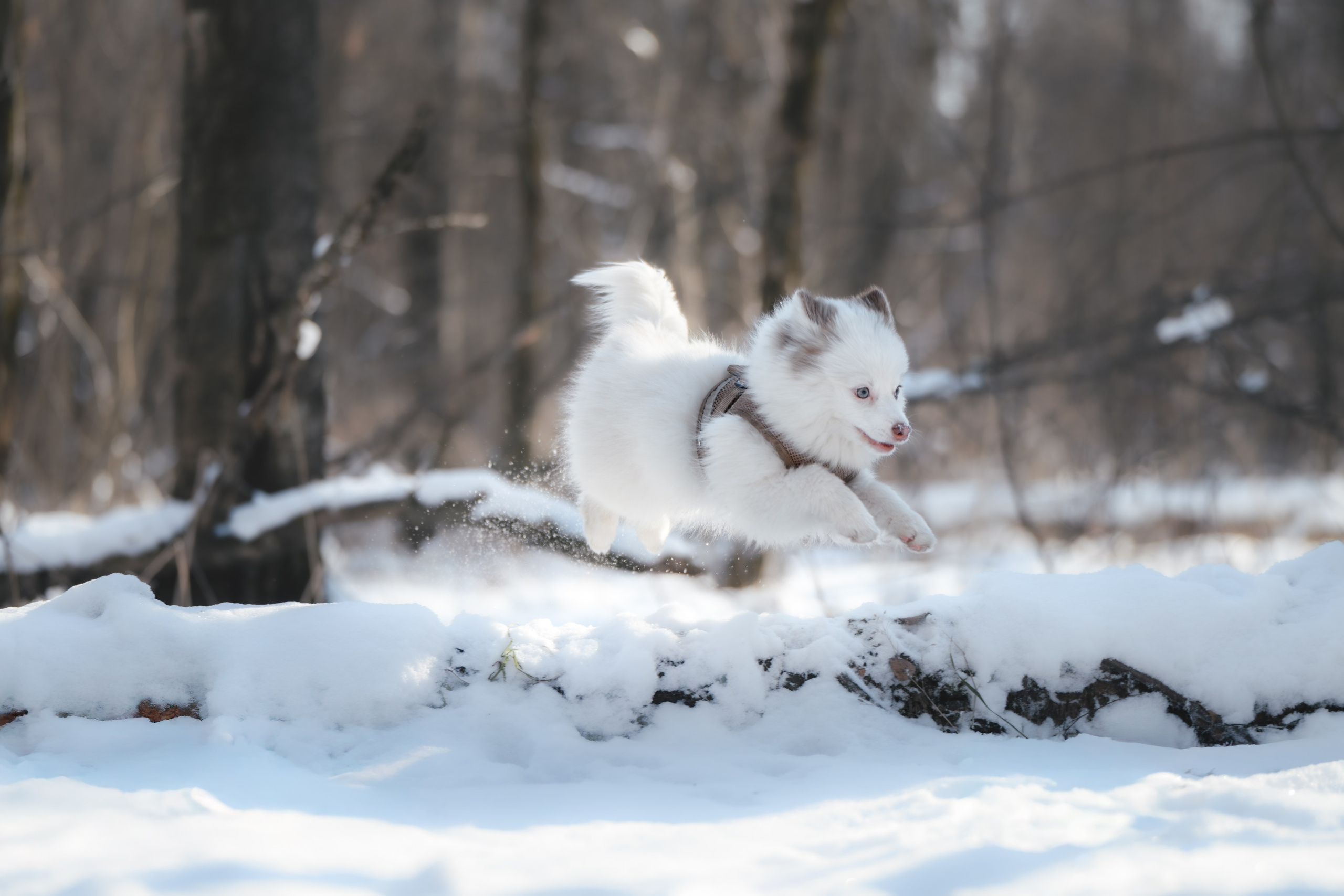 4 щенка помски. Прогулка в лесу. Фотограф Анималист в Москве Анастасия Жучкова
