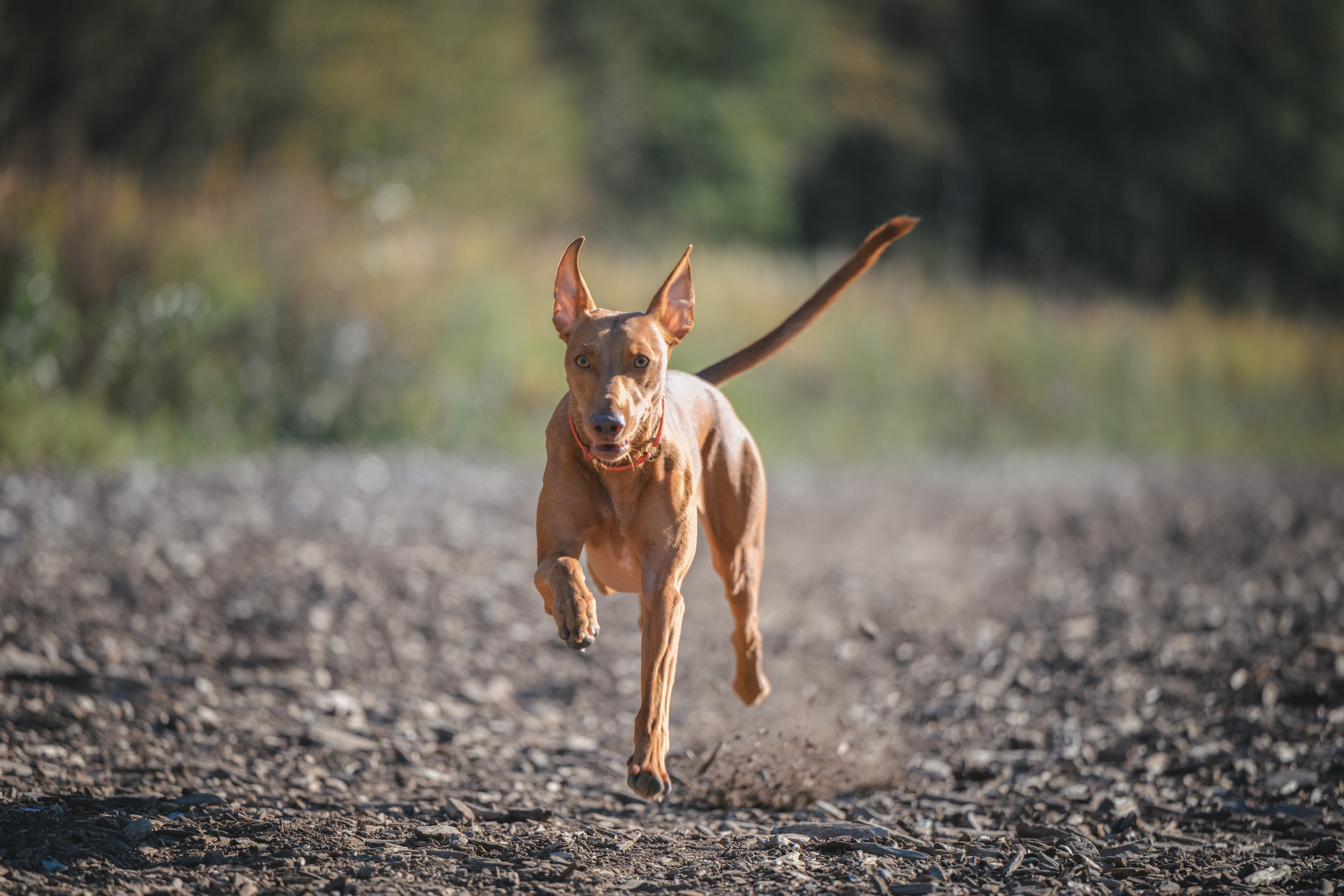 Чирнеко. Лесная прогулка. Фотограф Анималист в Москве Анастасия Жучкова