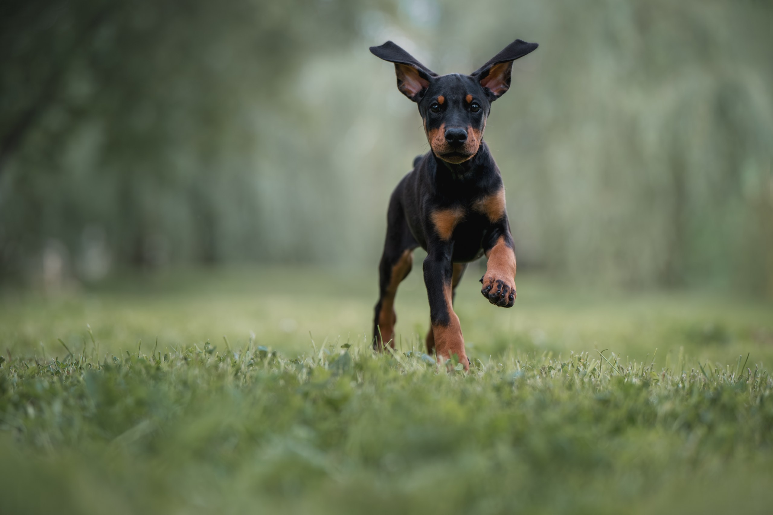 Щенки Доберманов. Фотограф Анималист в Москве Анастасия Жучкова