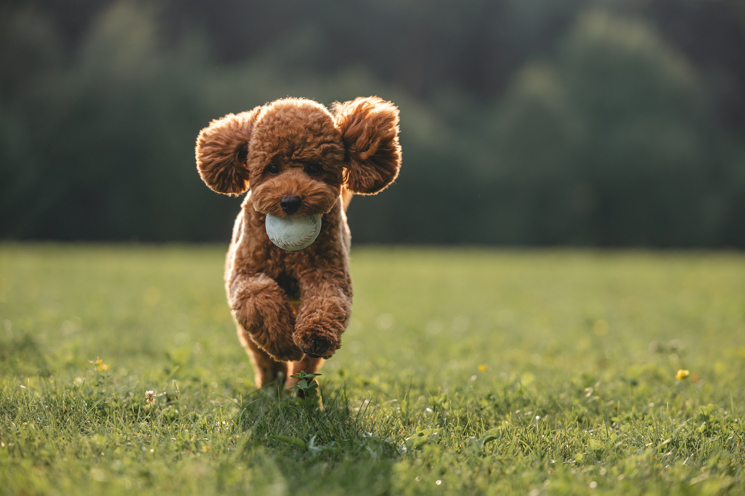Джек. Фотограф Анималист в Москве Анастасия Жучкова