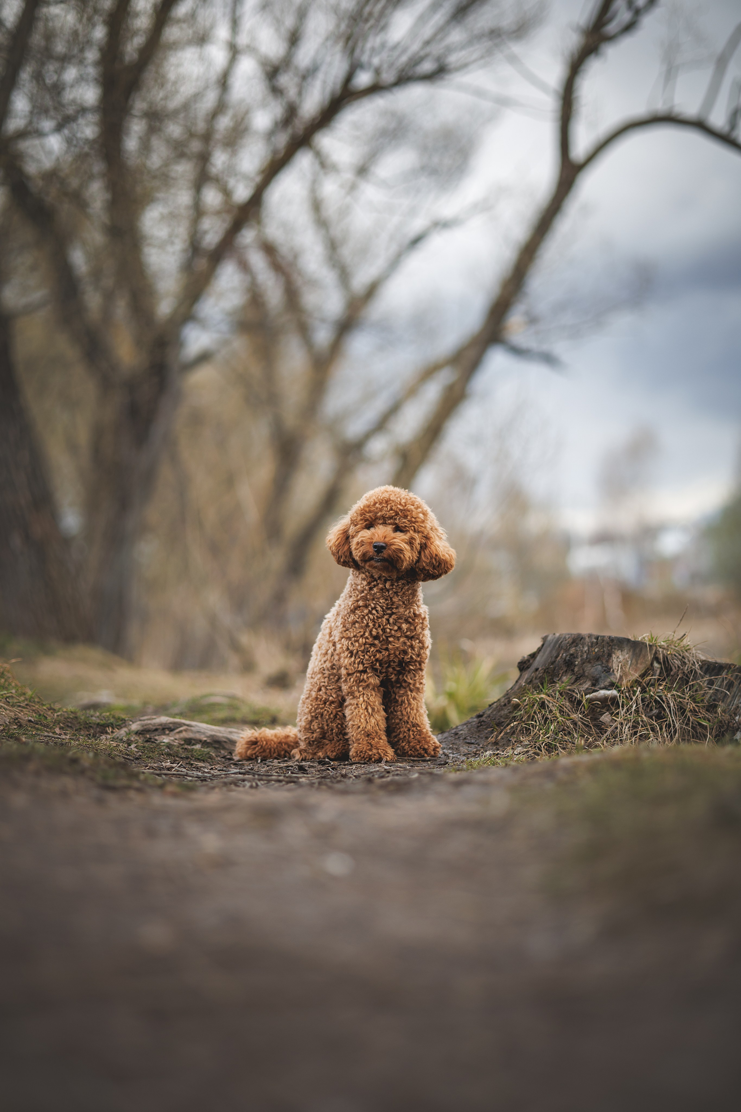 Джек. Фотограф Анималист в Москве Анастасия Жучкова