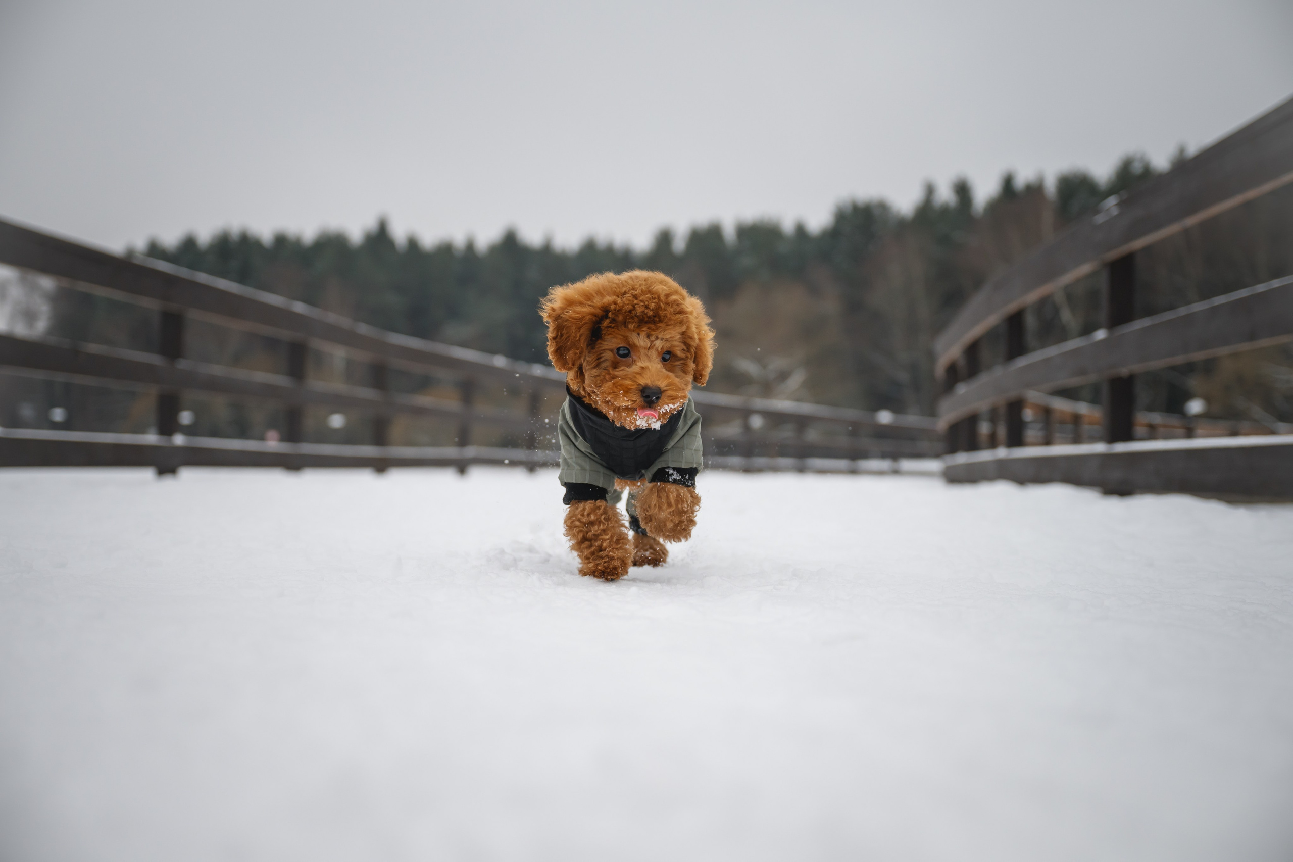 Щенок пуделя. Фотограф Анималист в Москве Анастасия Жучкова