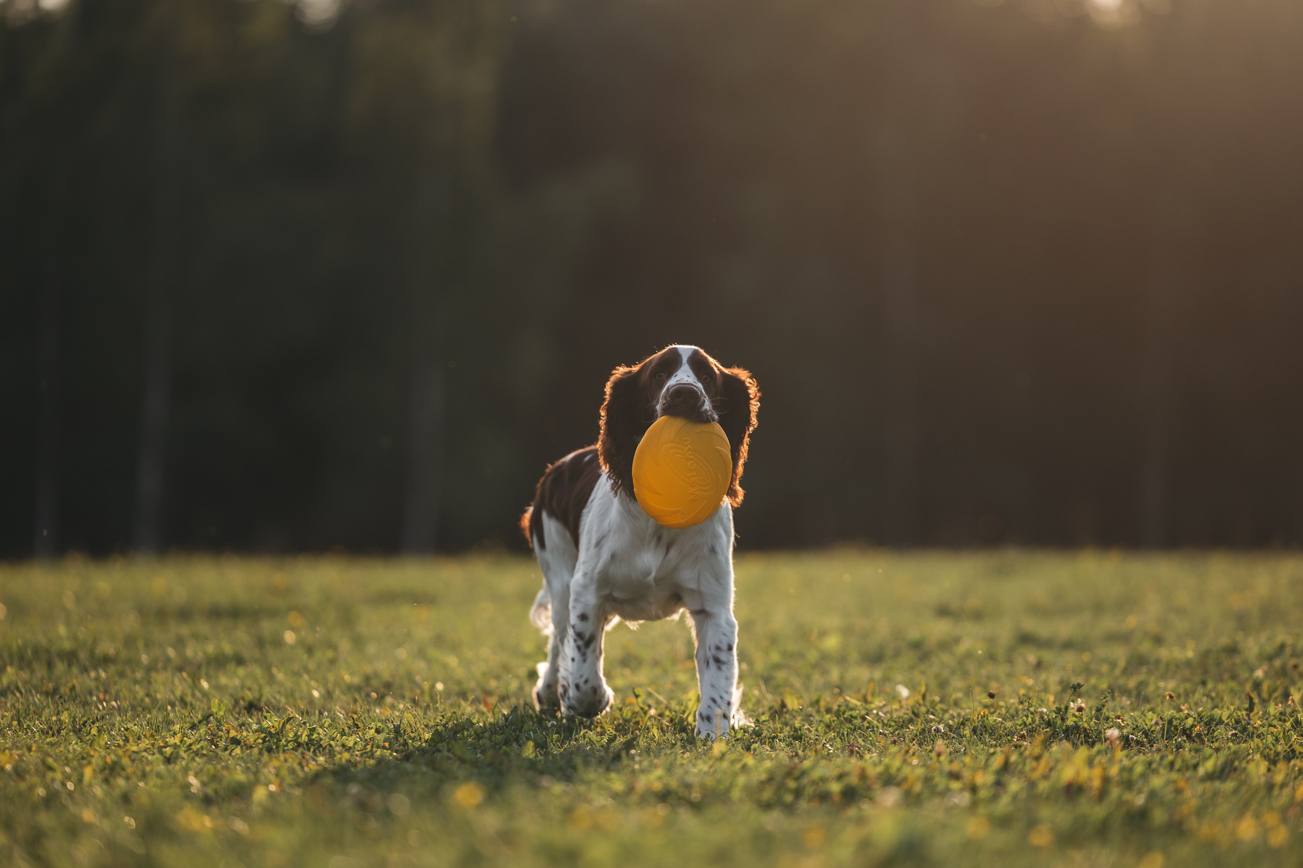 На закате. Фотограф Анималист в Москве Анастасия Жучкова
