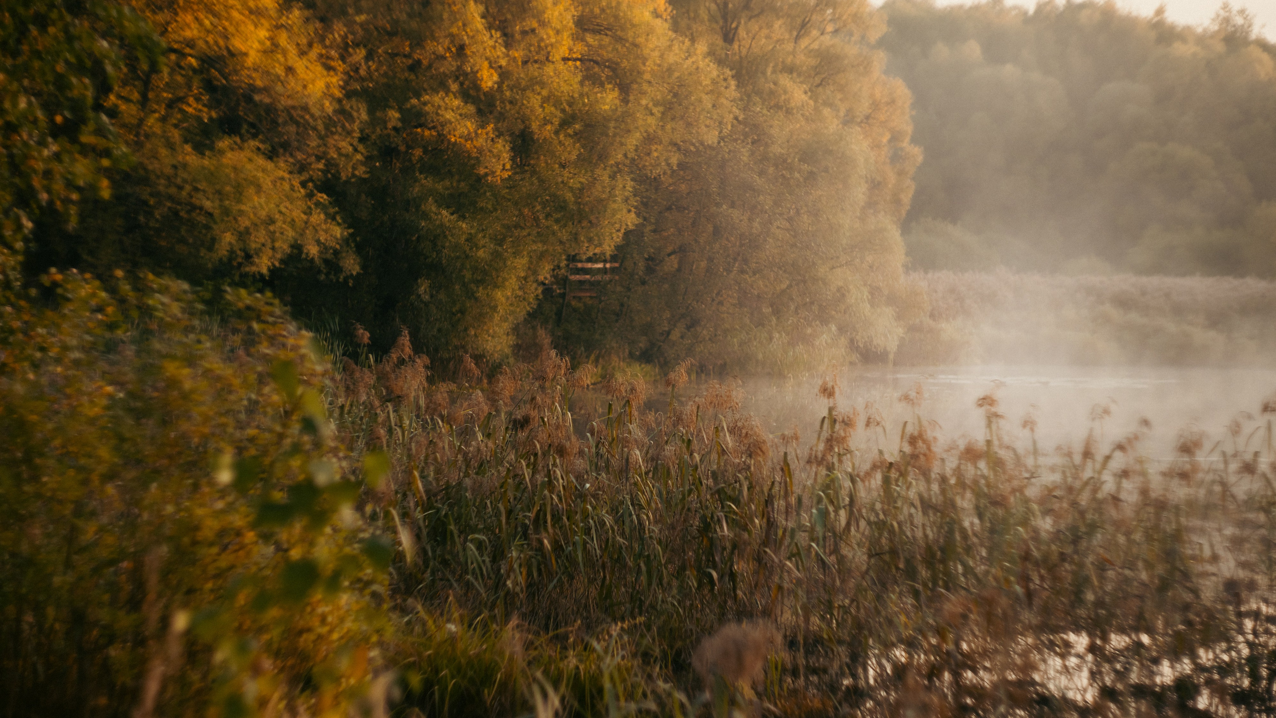 Анастасия и Бенц. Фотограф анималист в Москве и Санкт-Петербурге Свиридова Анна