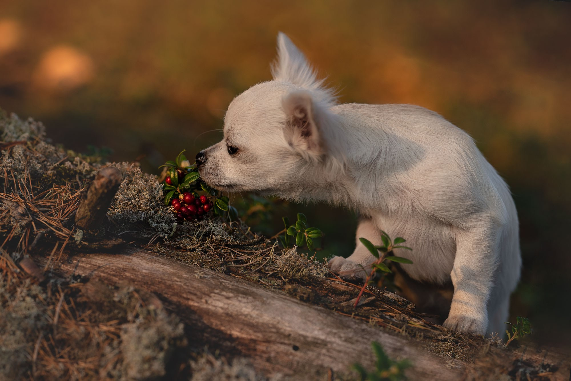 Семейный фотограф в Санкт-Петербурге Ирина Мороз