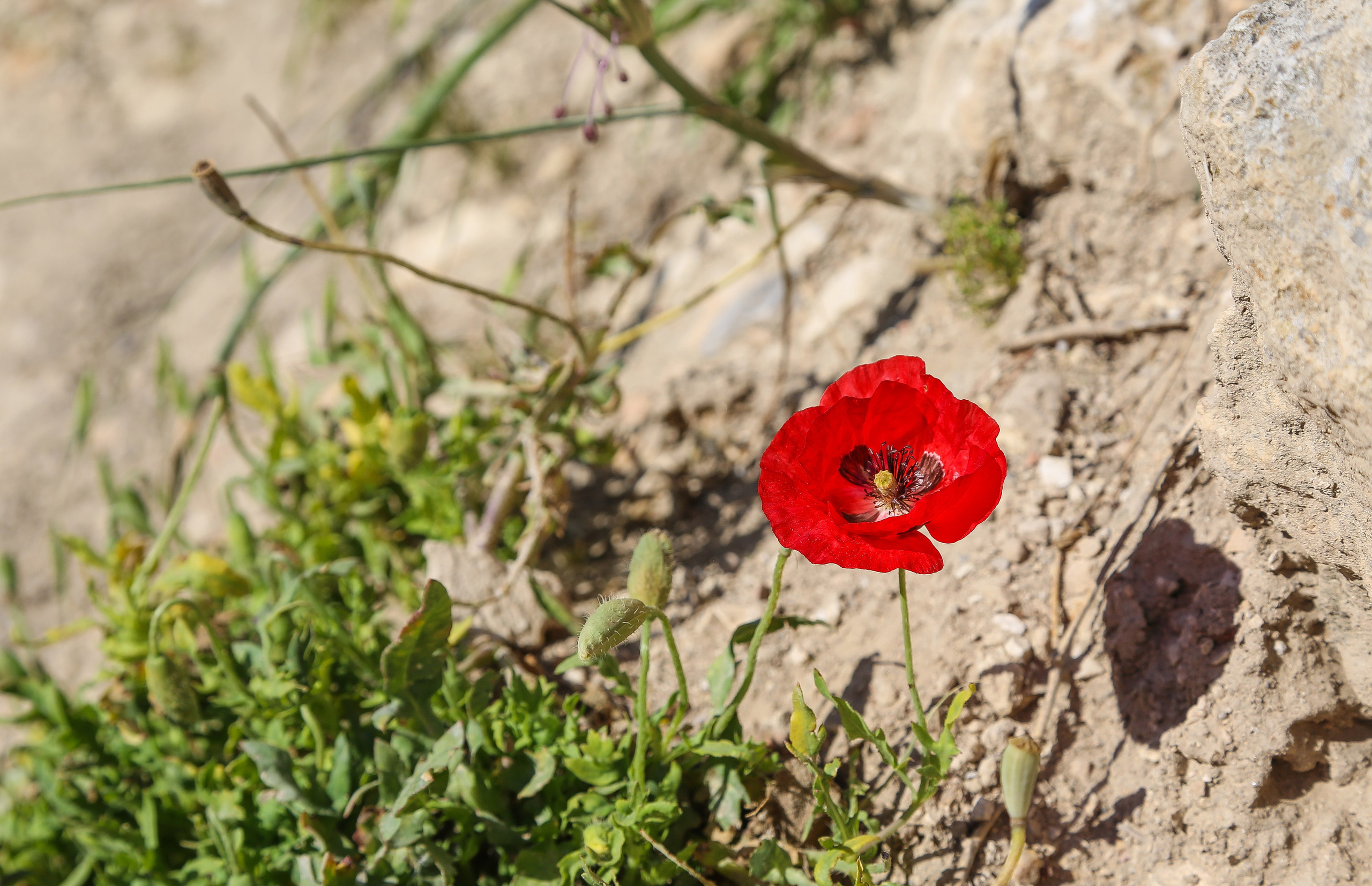 Израиль: Иерусалим. Дарья Письменюк / Darya Leitstern — фотограф, музыкант, журналист, путешественник