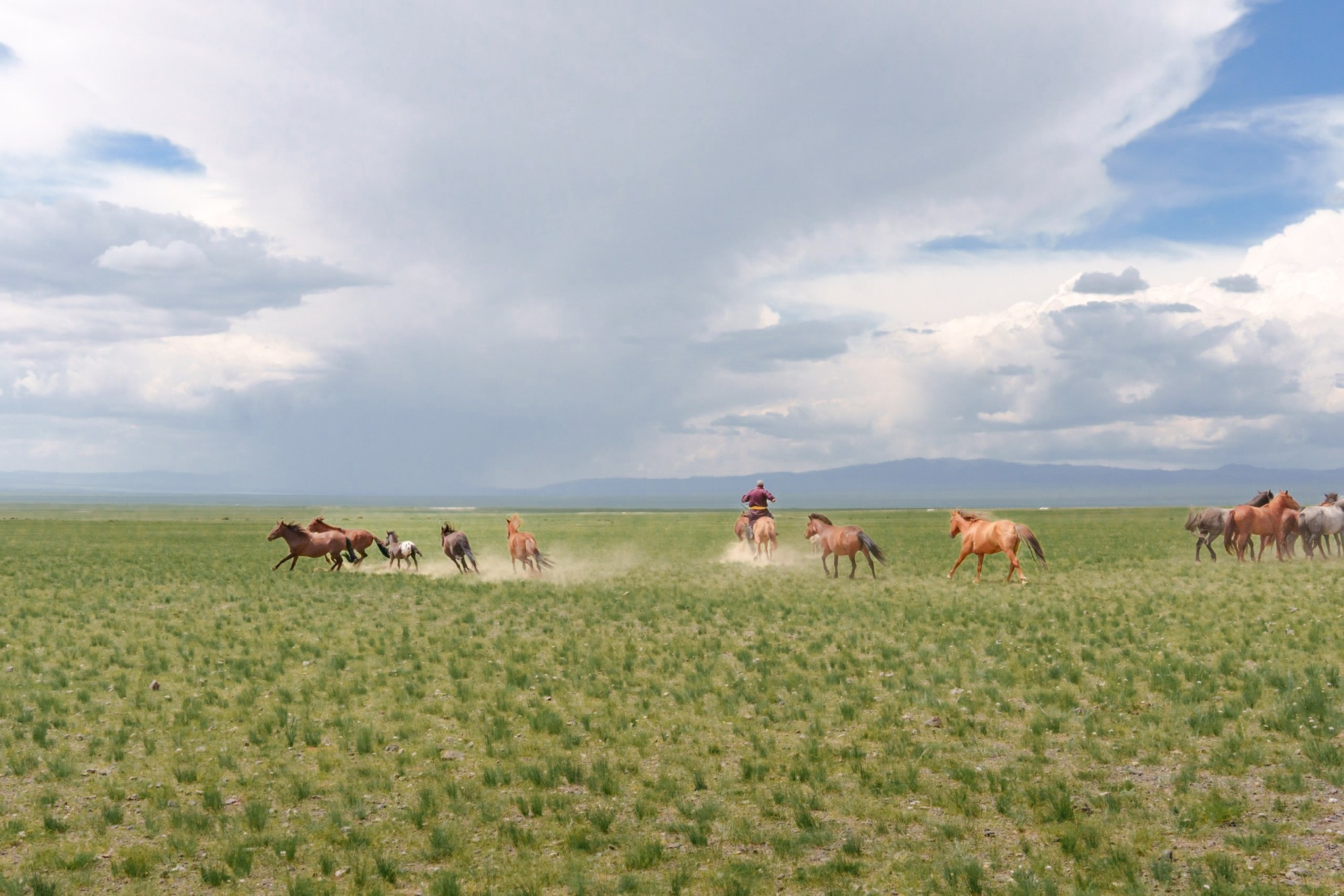 A group of nomads helps to keep the foal during its taming