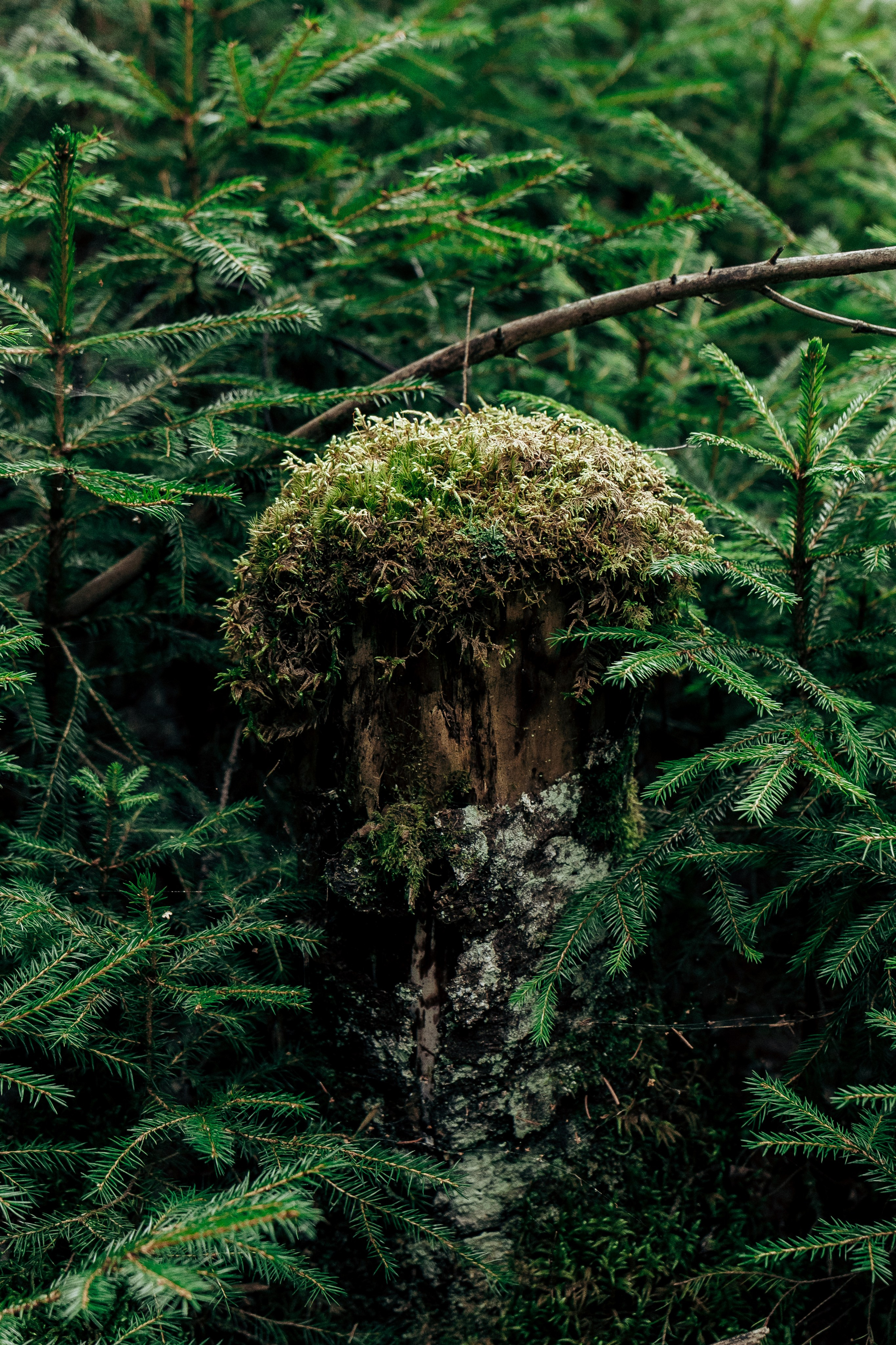 Фотосессия в лесу. Профессиональный фотограф в Санкт-Петербурге Александр Волосенцев