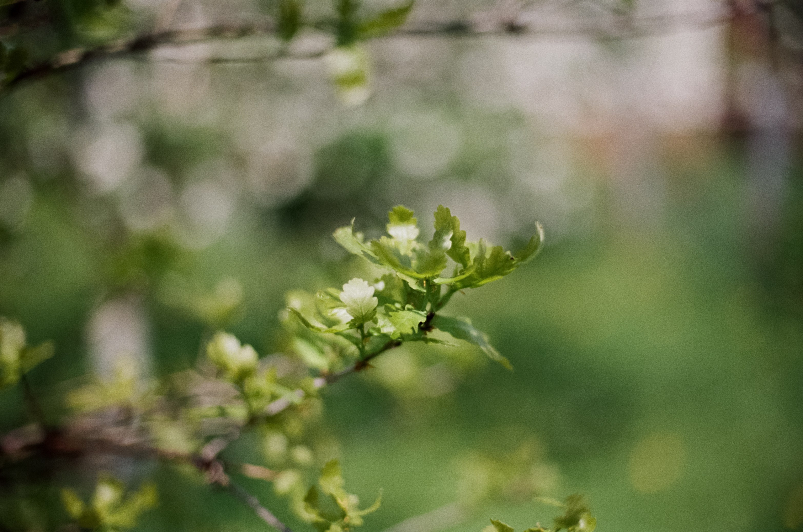 Nikon F100 — Micro-Nikkor-P.C Auto 55 mm f3.5 | май 2025 года | Давыдовское