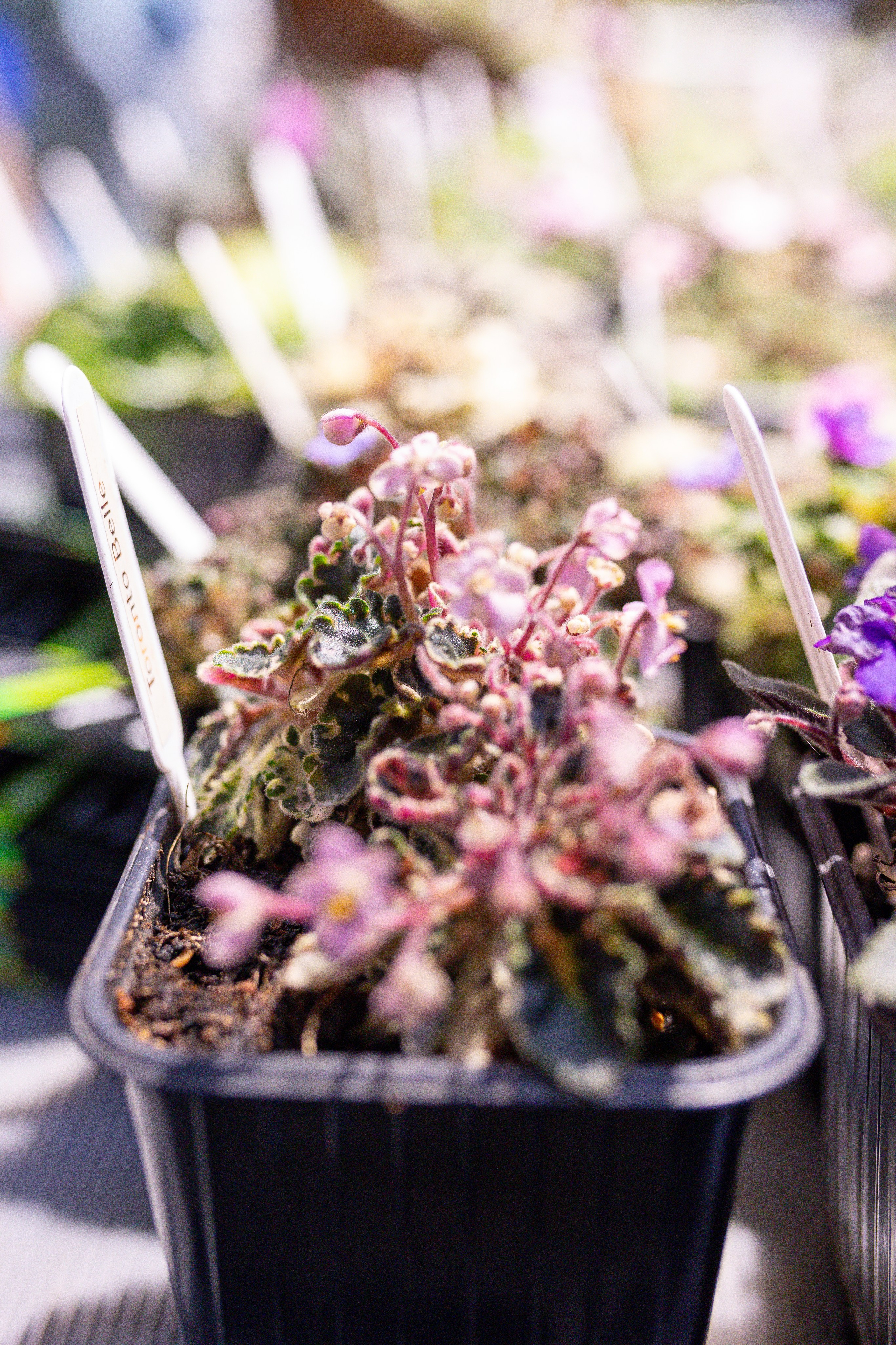 Монстериум 11–12 октября. Александра Куликова фотограф, Москва