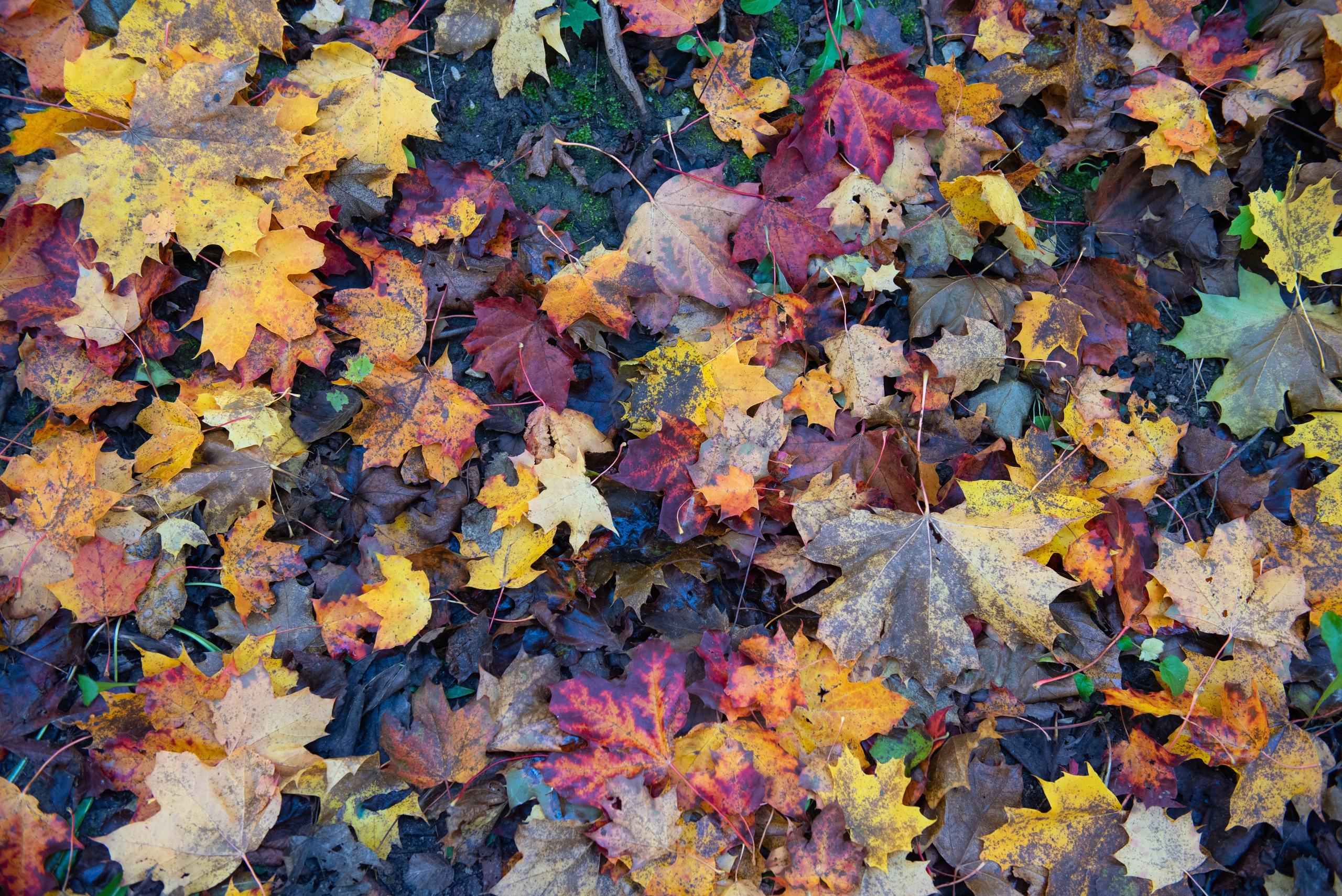 Изборск. Портретный и архитектурный фотограф в Москве и Санкт-Петербурге