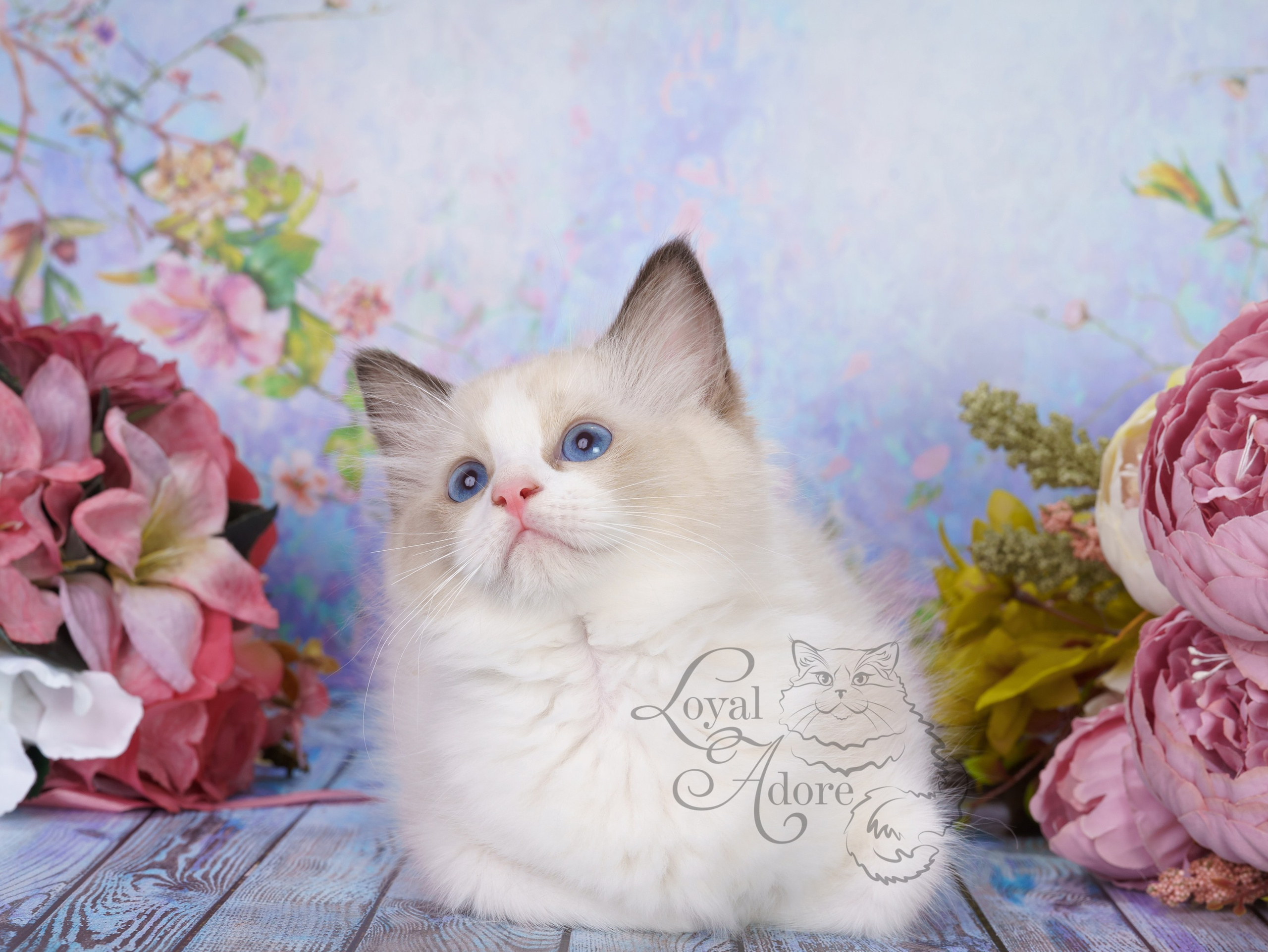 Котята рэгдолл от Loyal Adore. Питомник рэгдолл Loyal Adore