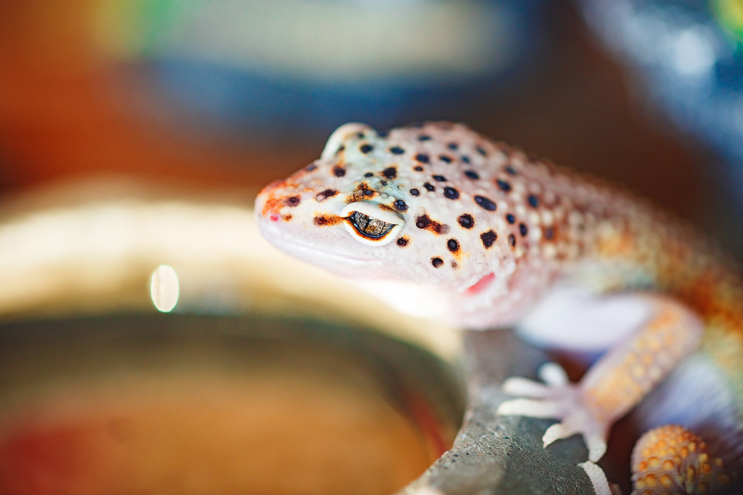 Собаки, кошки и др. животные. Семейный фотограф в Екатеринбурге