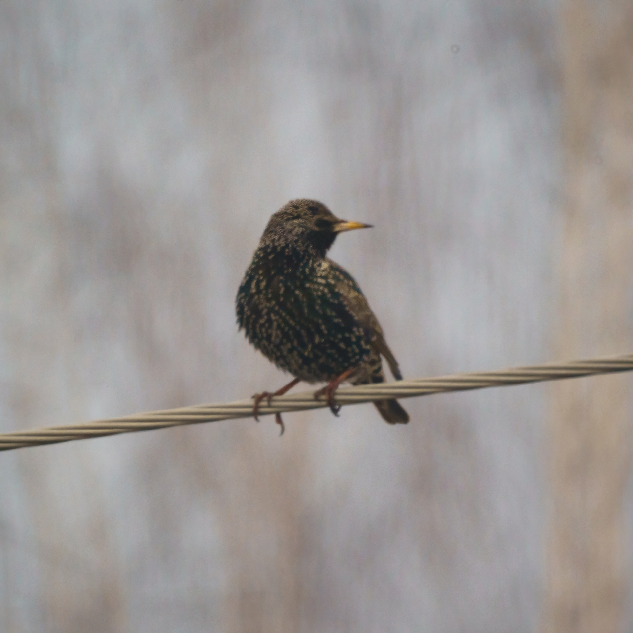 Animals — Животные