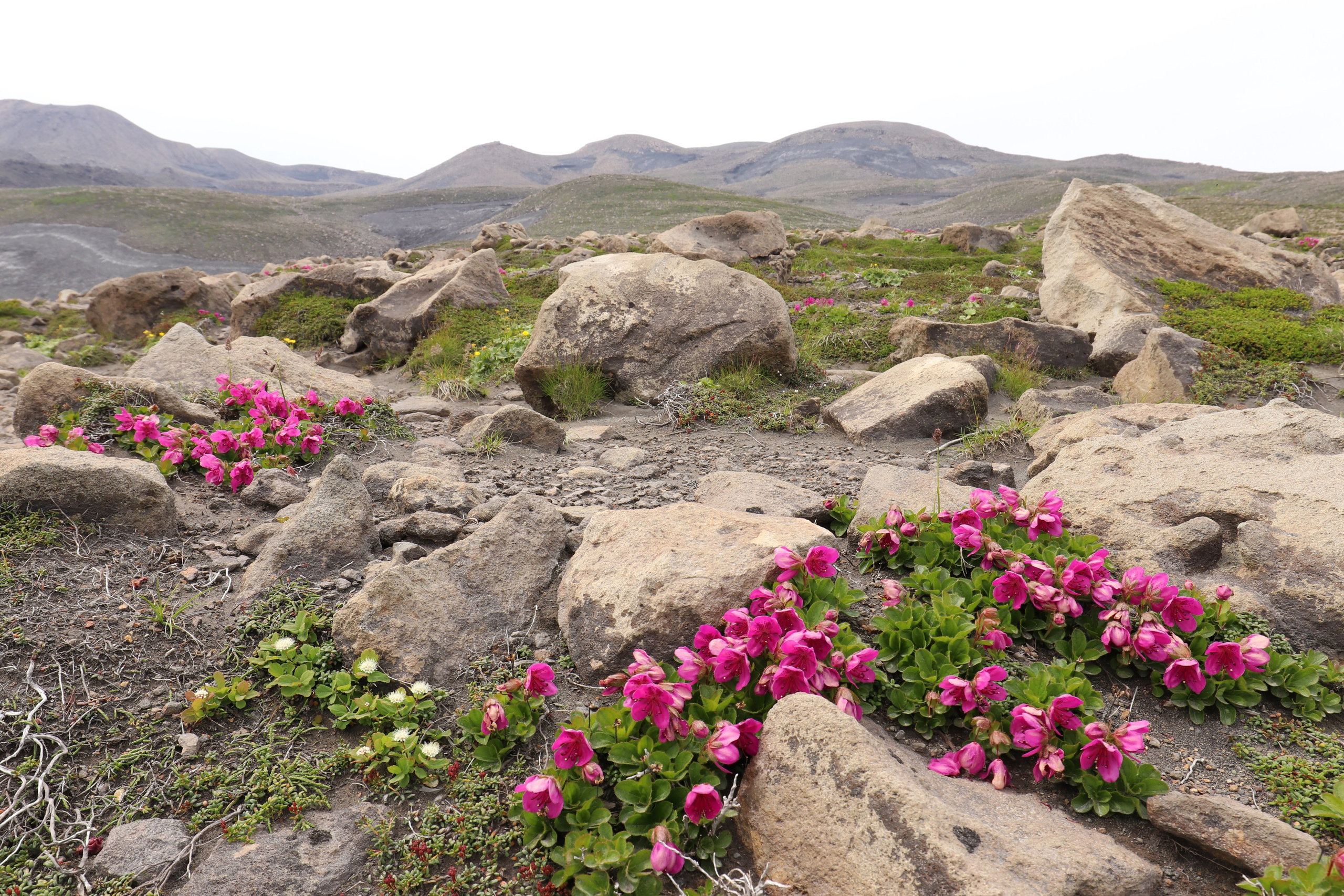 Камчатка и о. Парамушир. Июль 2024. Путешественник-фотограф из Санкт-Петербурга Татьяна Свистулина